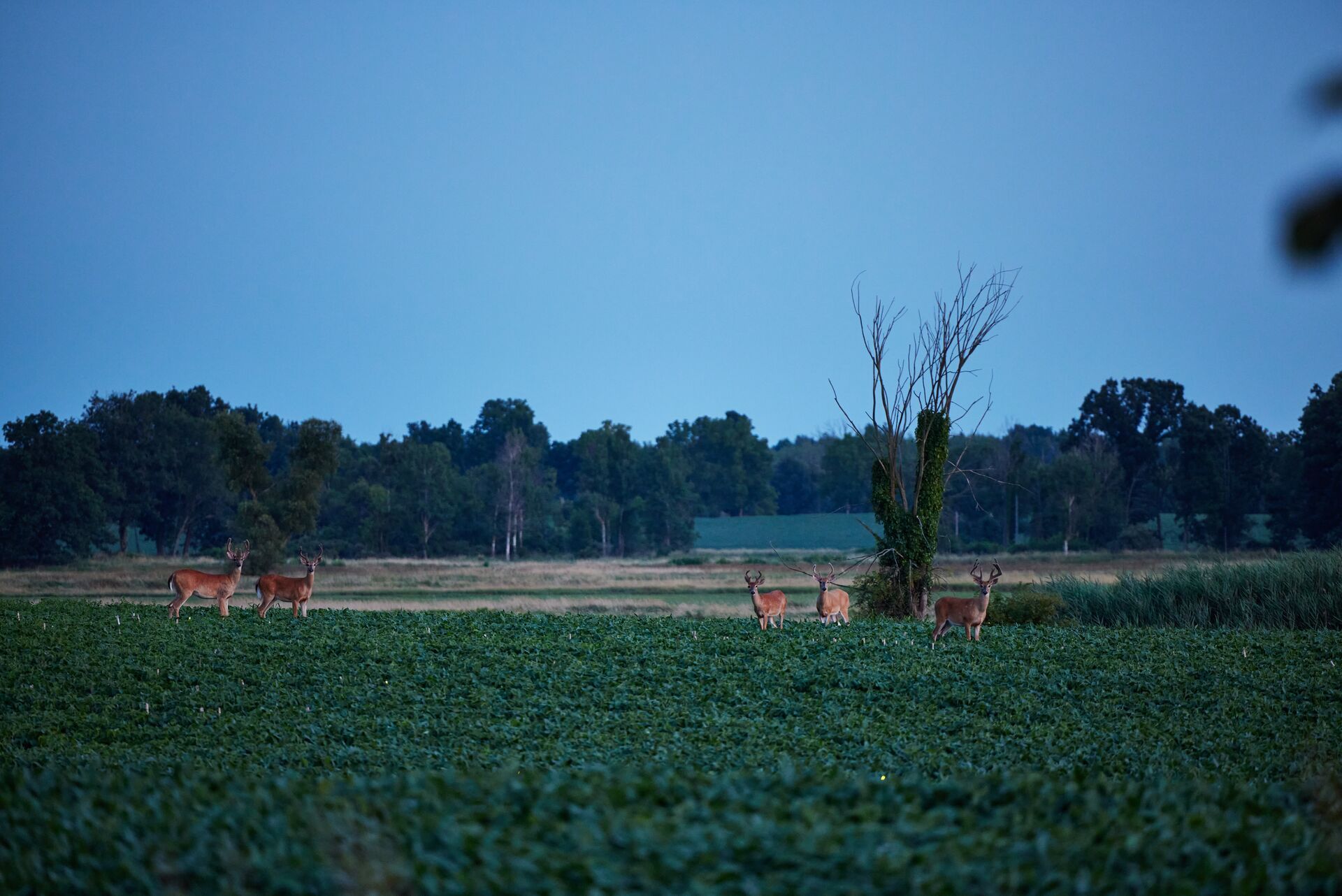 Deer in a food plot at dusk, deer season concept. 