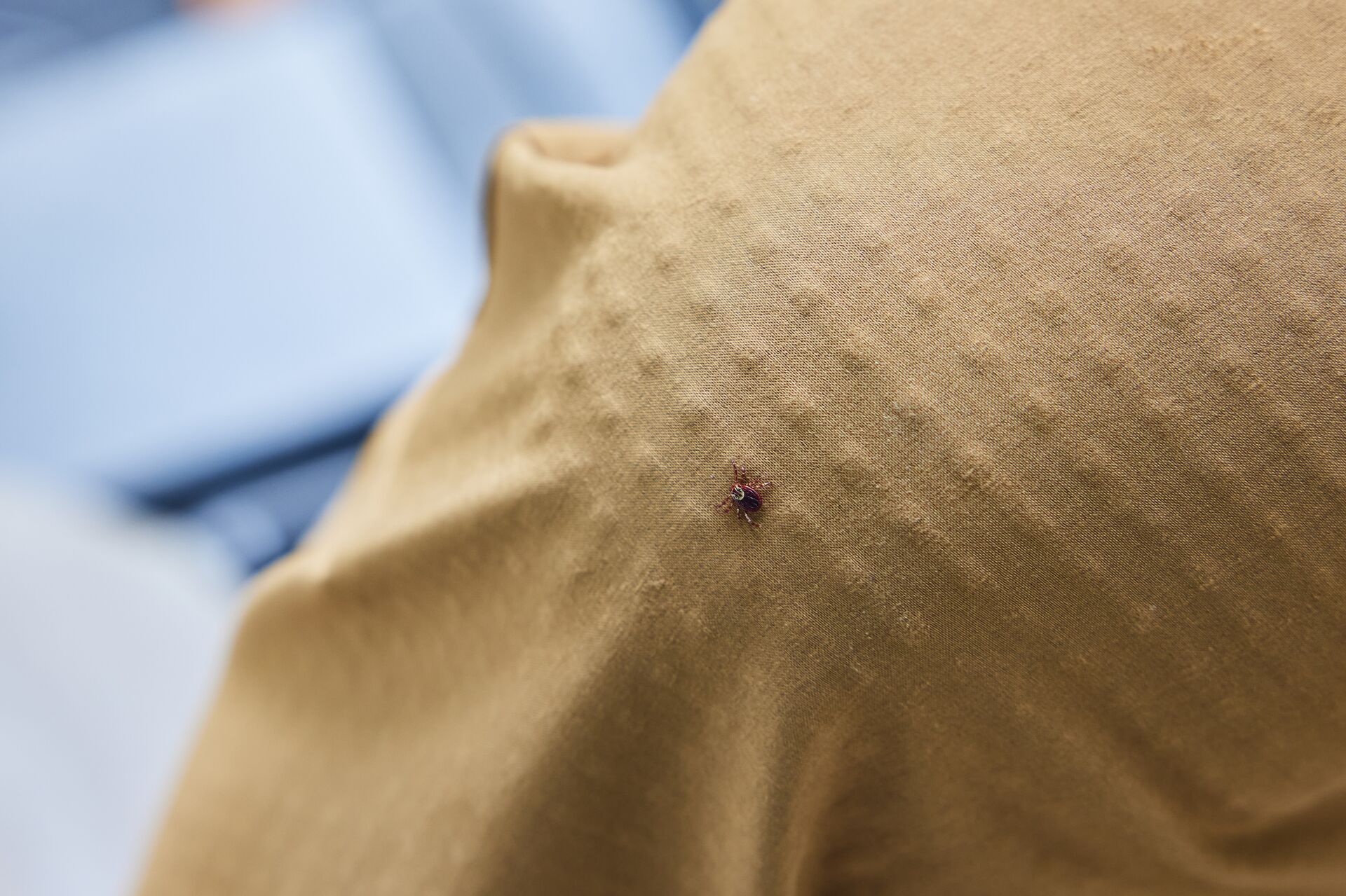 A tick on clothing, avoiding ticks while hunting concept. 