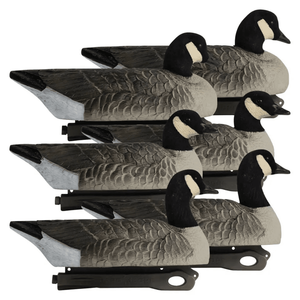 Rugged Series Lesser Canada Floaters goose decoys. 