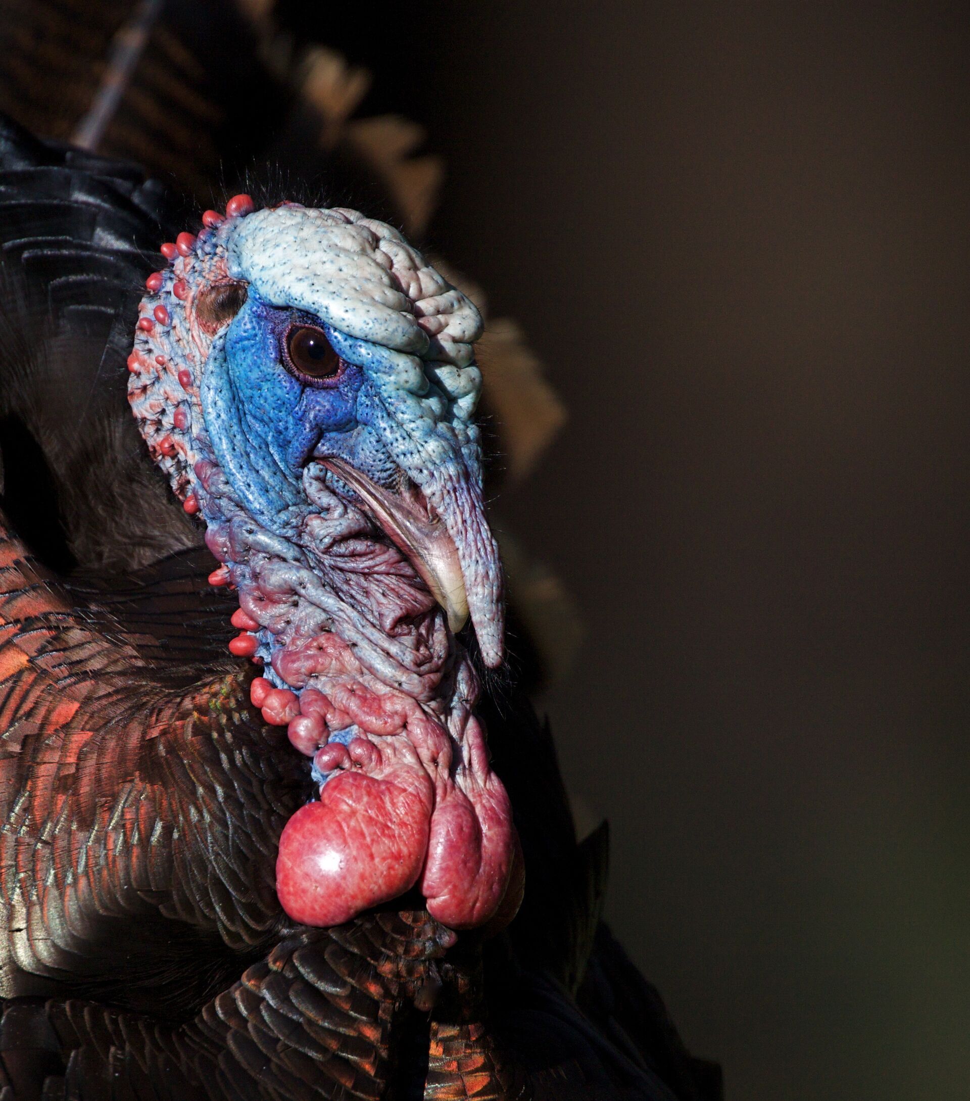 Close-up of a turkey's head, turkey hunting concept. 