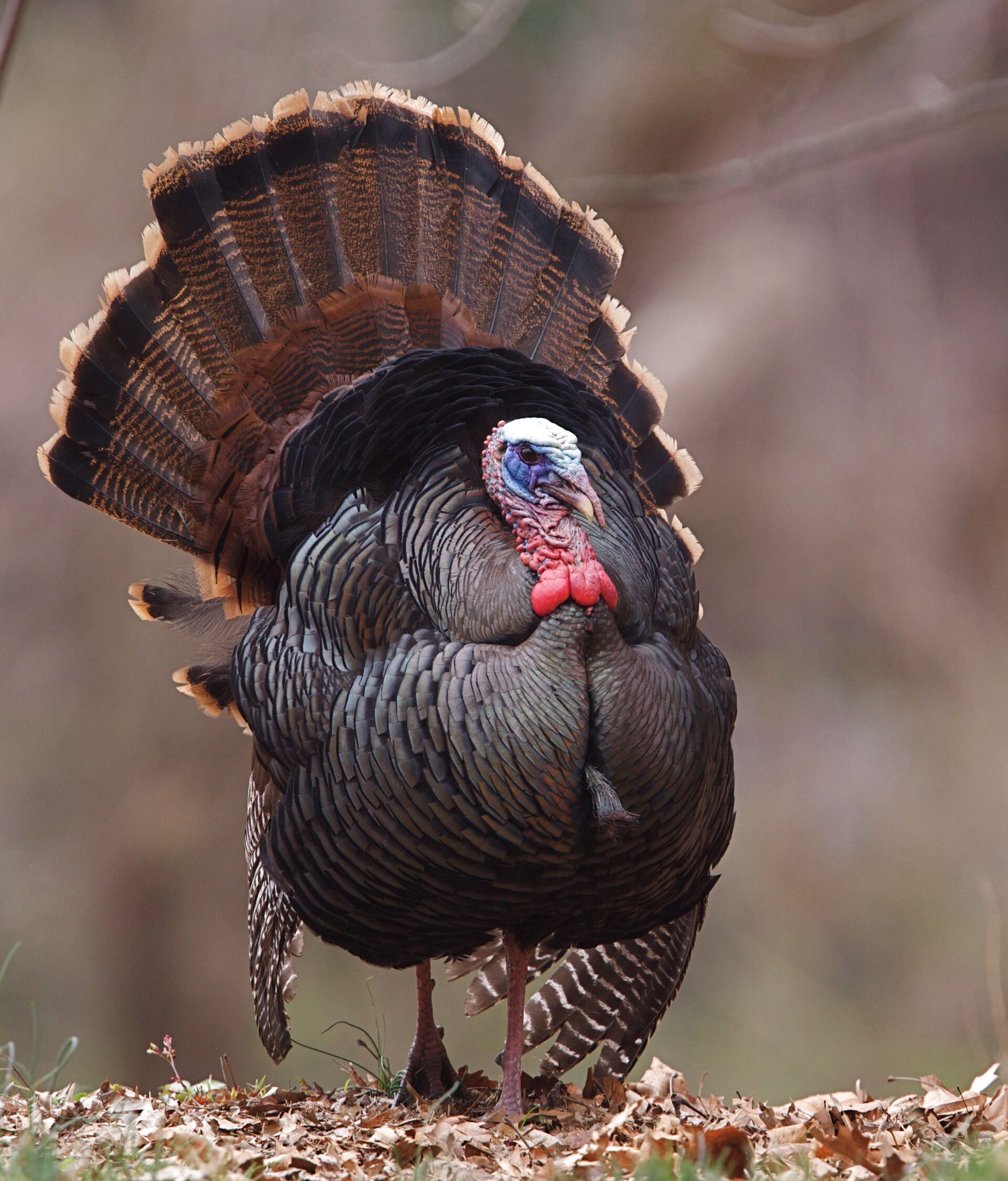 Close-up of a Rio Grande turkey.