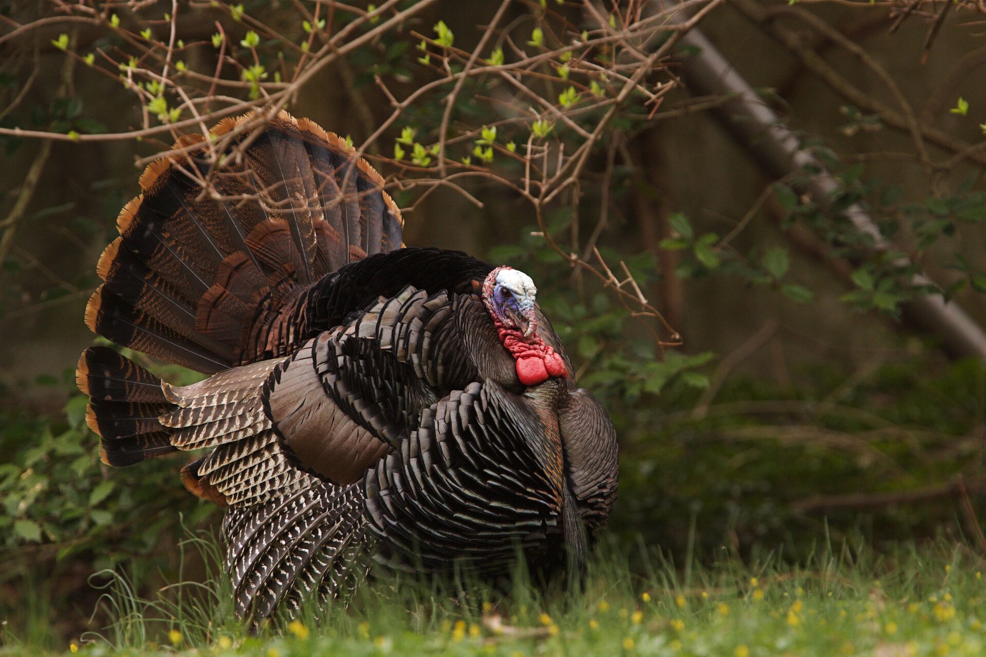 A Merriam's turkey in the trees, identifying turkey species concept. 