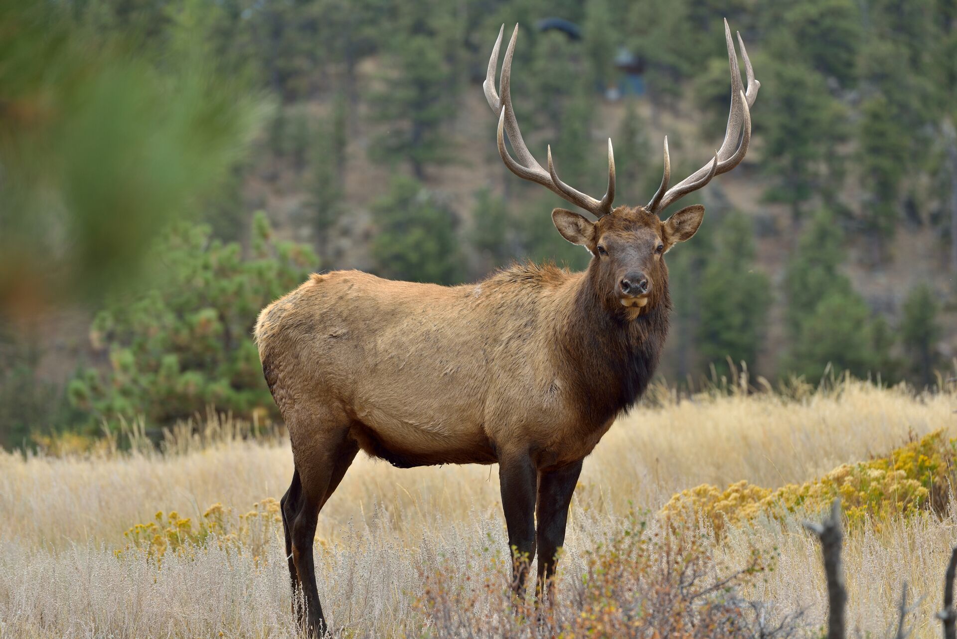 An elk in a field, hunting in Michigan concept. 