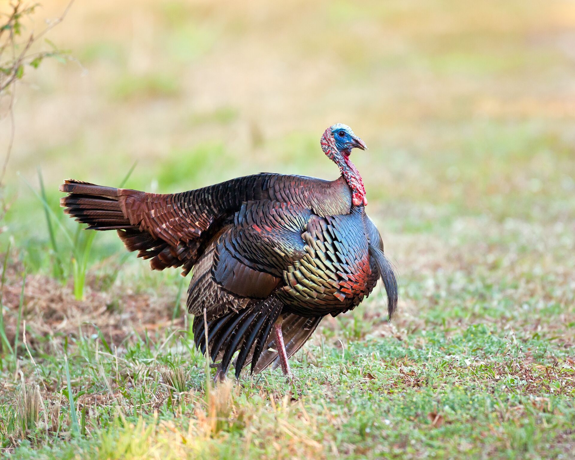 An Osceola turkey in a field, not heritage turkey concept. 