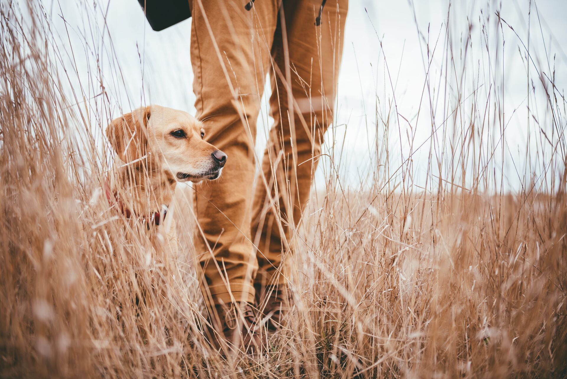 A hunting dog next to a hunter in tall grass, prepare for a dove hunt concept. 