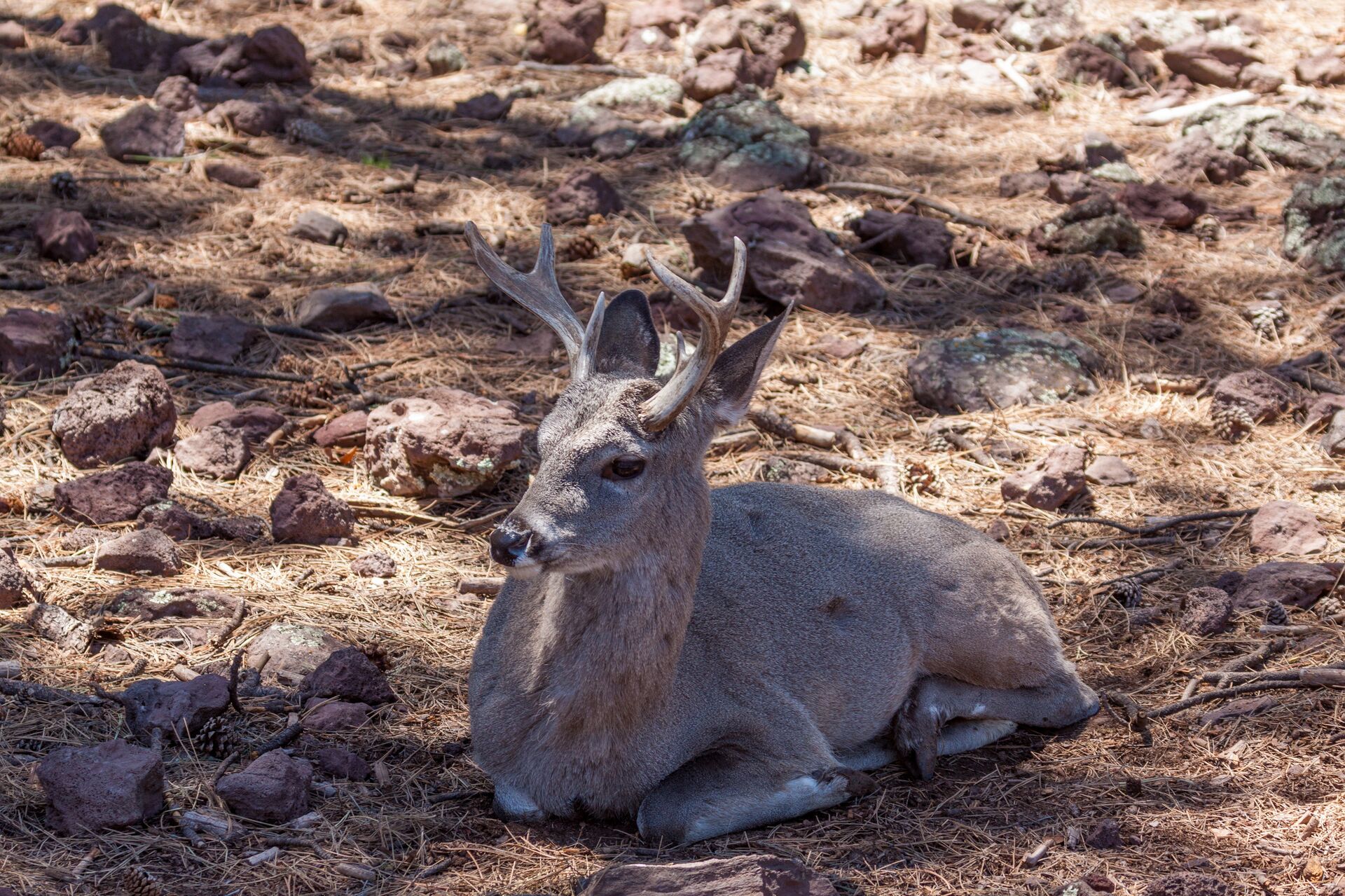 A Coues deer buck lays on the ground. 