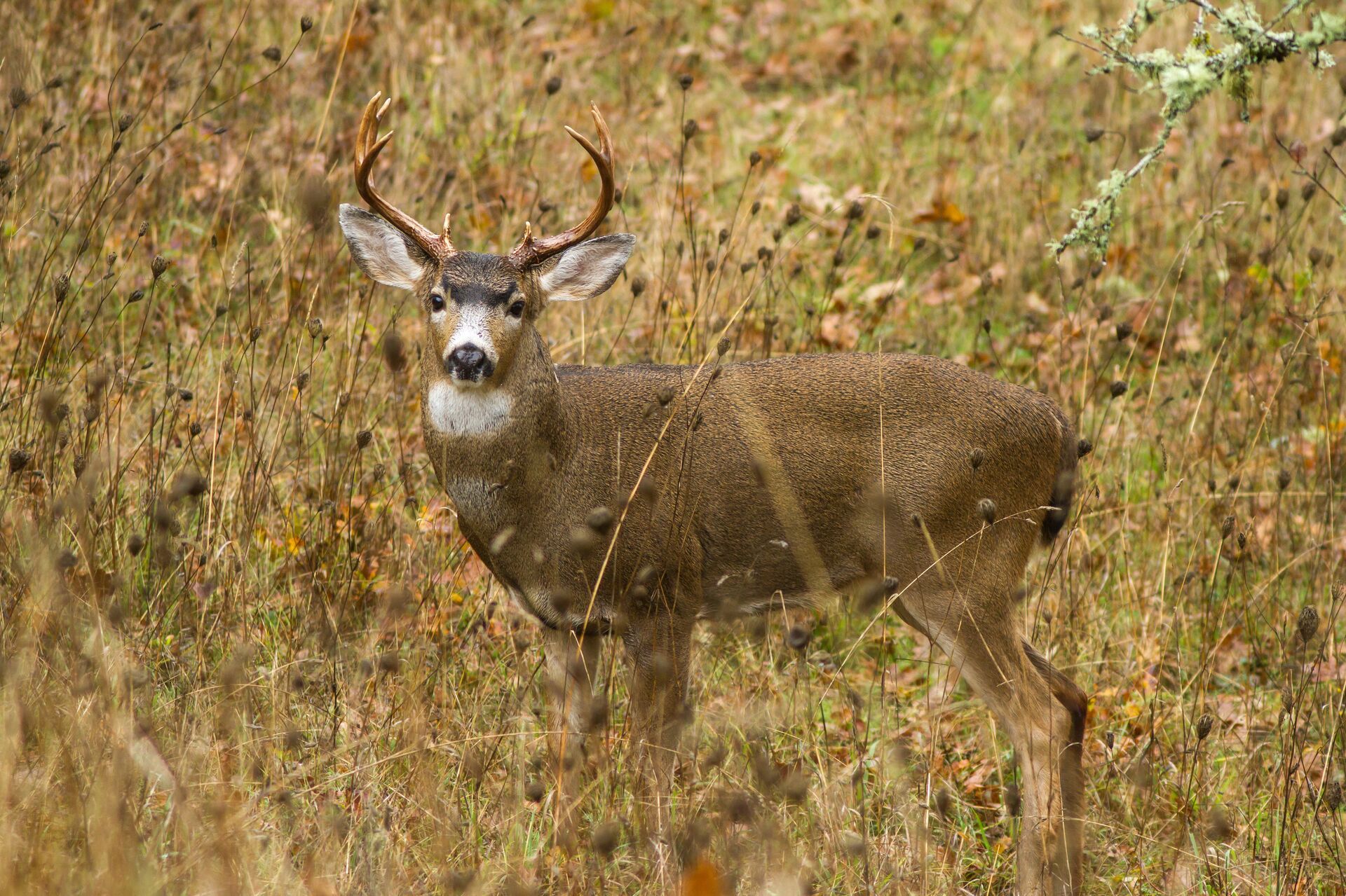 A black tailed deer in the field. 