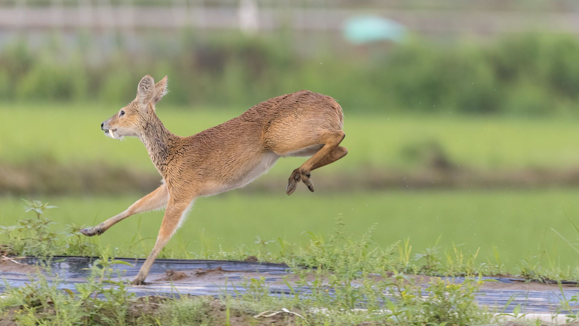 A running vampire deer. 