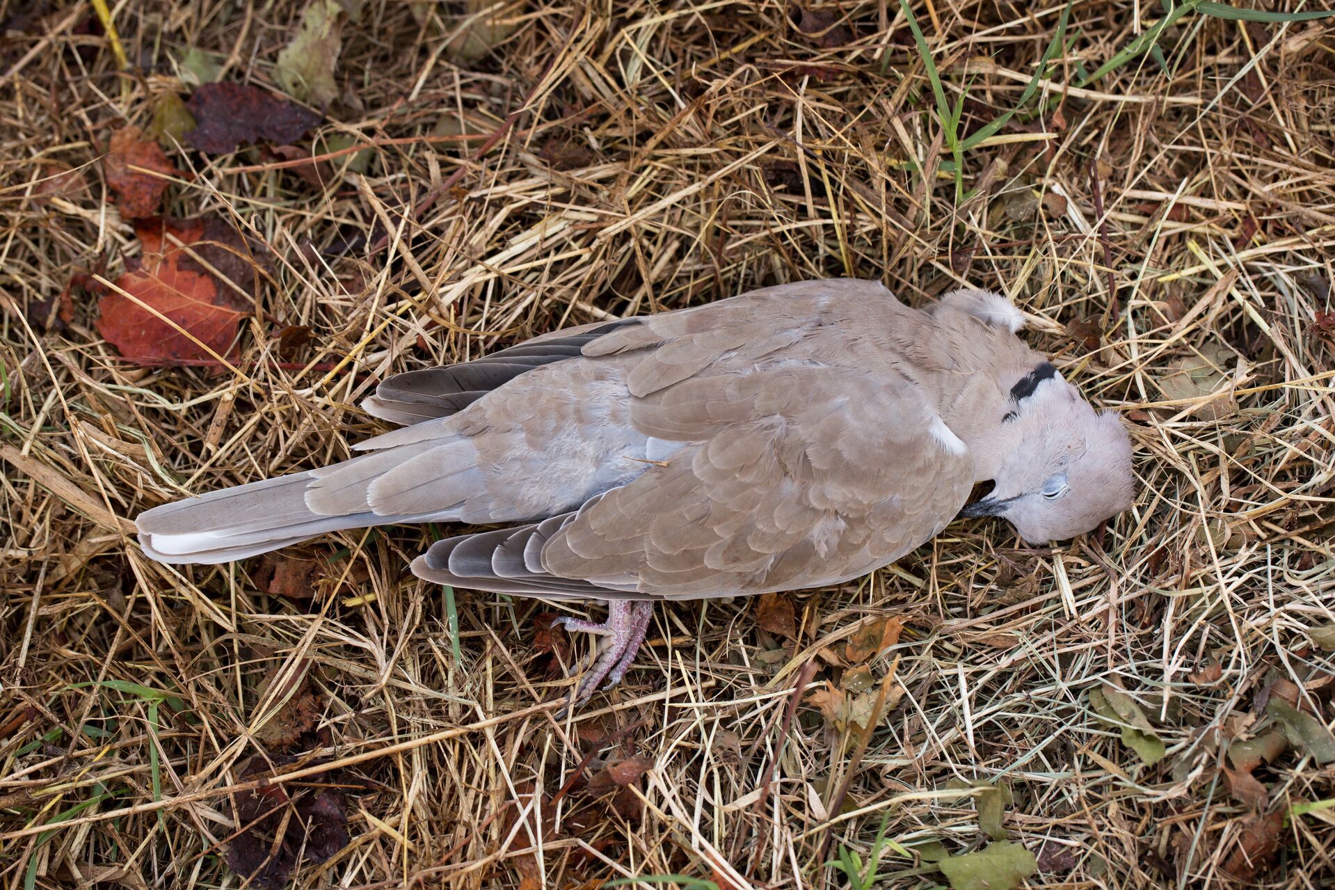 A dove on the ground after a successful hunt. 