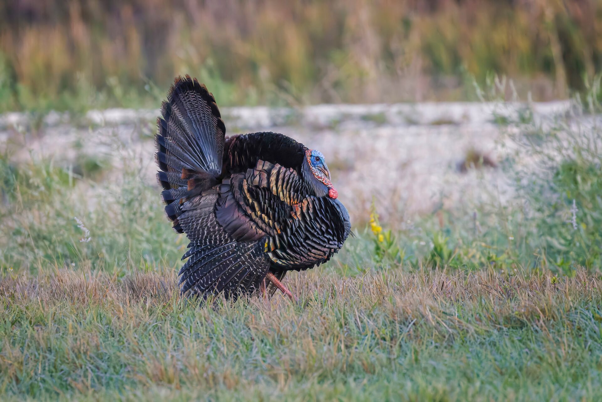 Close-up of a turkey in a field, turkey season Minnesota concept. 