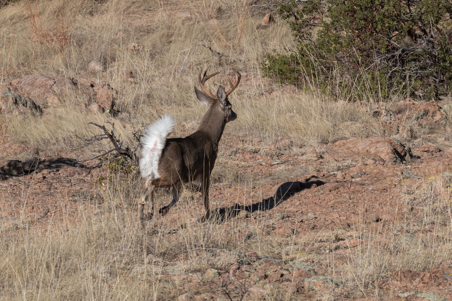 A coues deer walking away in a field, Arizona coues deer hunting season concept. 