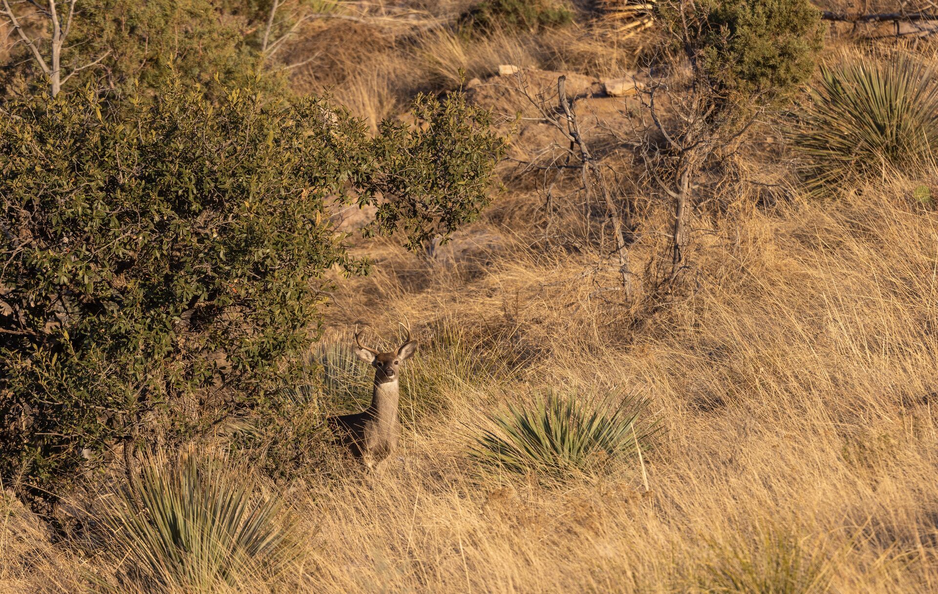 A Coues deer at the edge of some trees. 