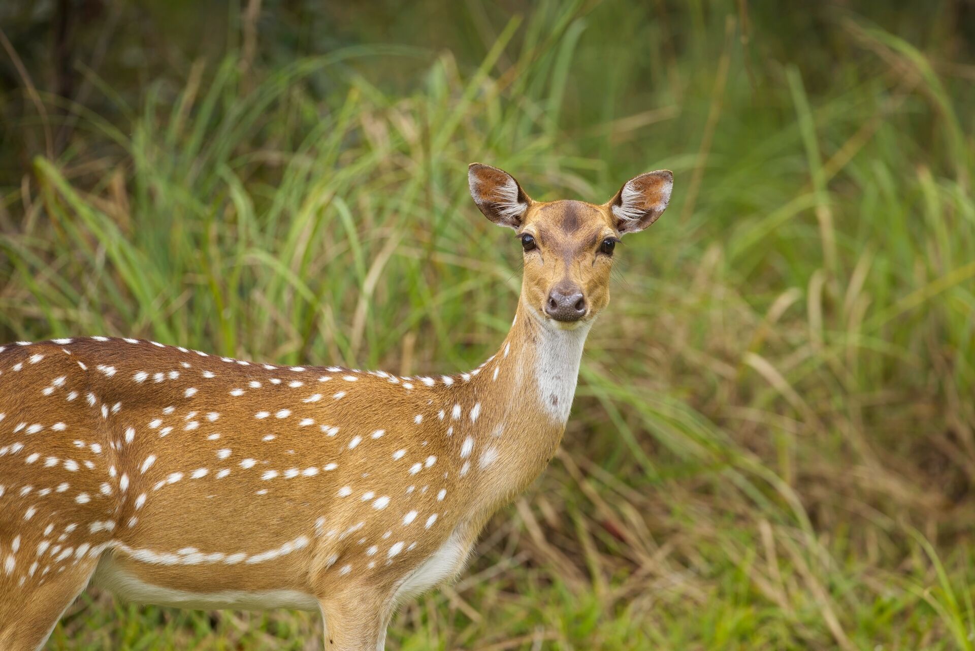 An axis deer doe standing near tall grass. 