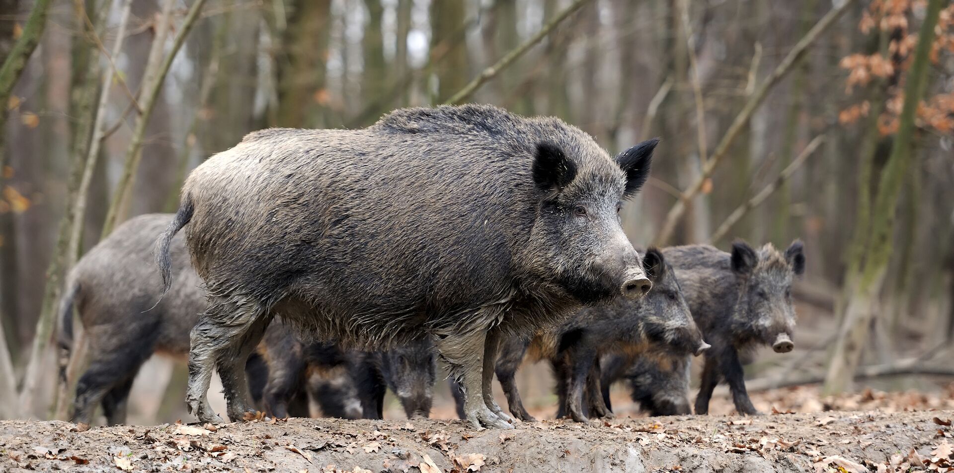 A group of wild hogs, game vs. nongame species concept. 