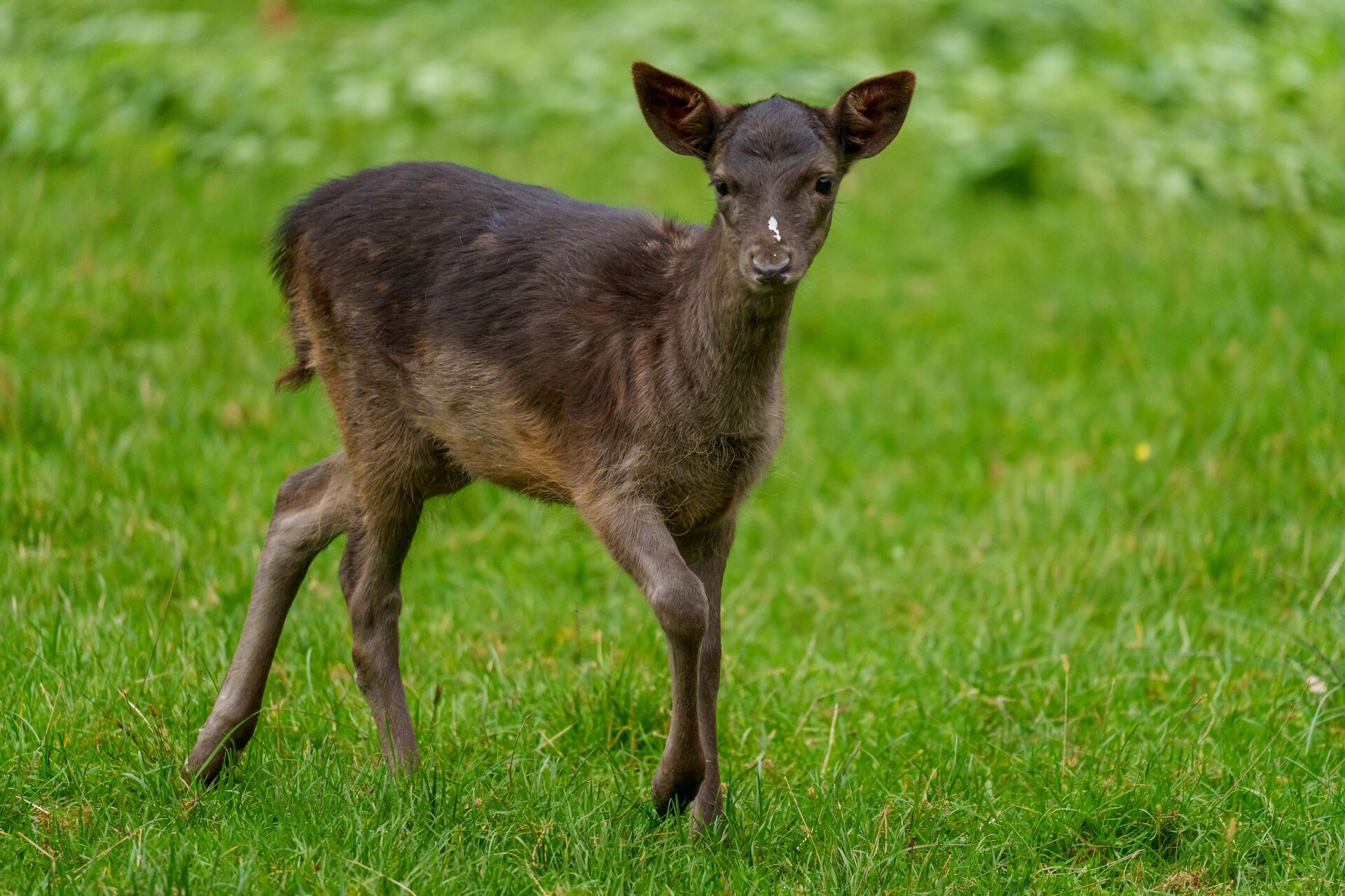 A small black deer in a green field.