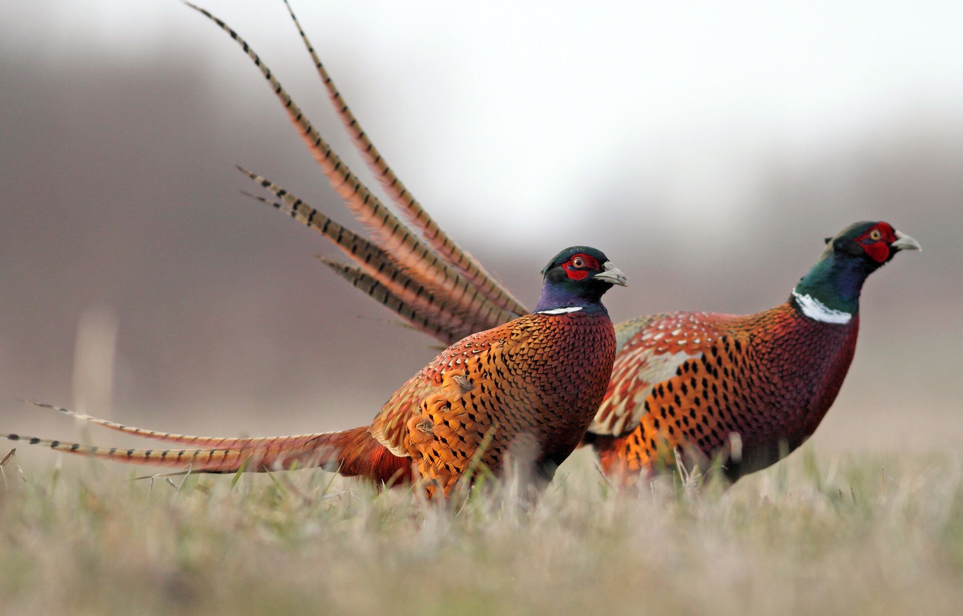 Close-up of upland game birds, best times to hunt upland game concept. 