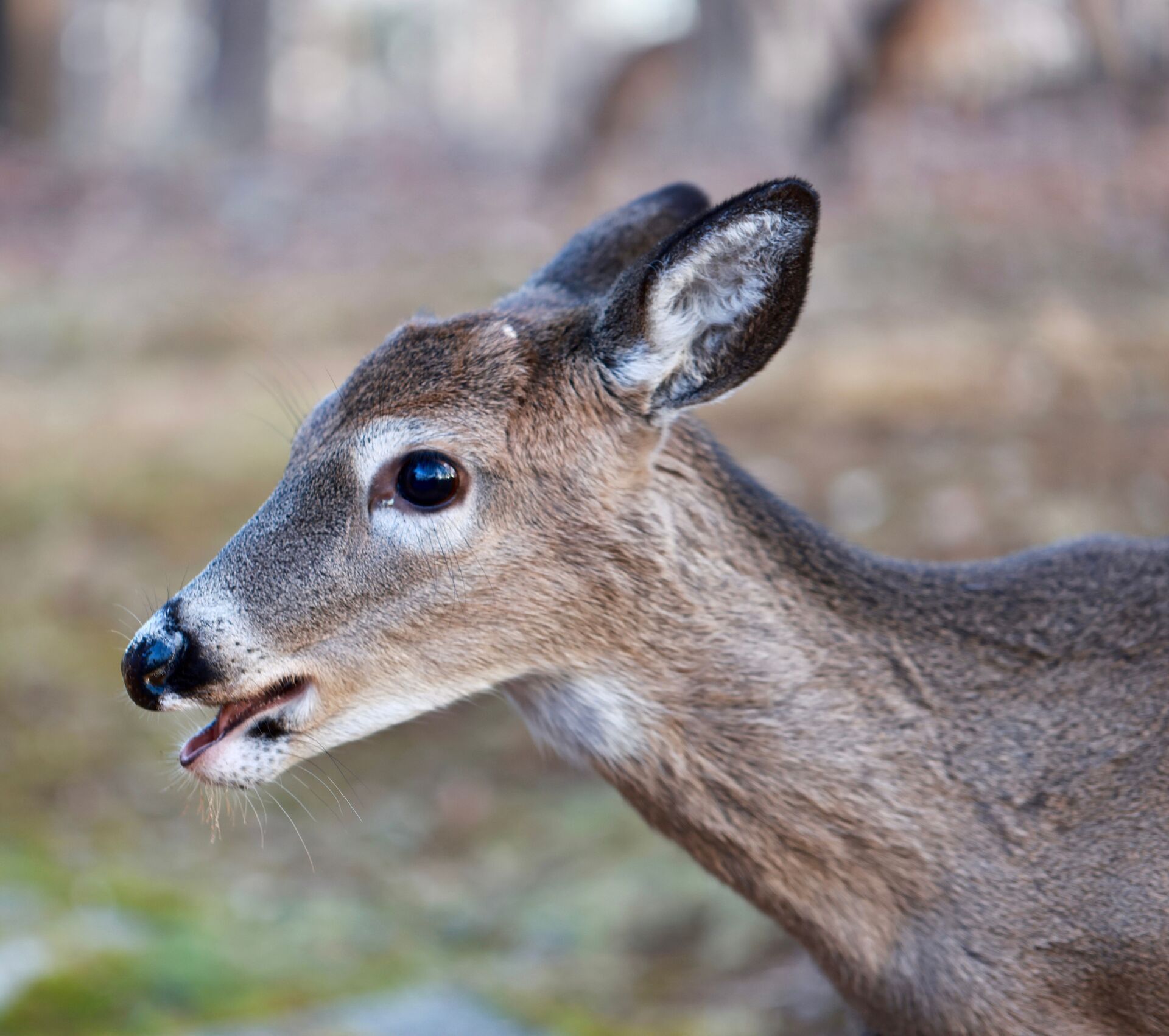 Side view of the head of a button buck. 