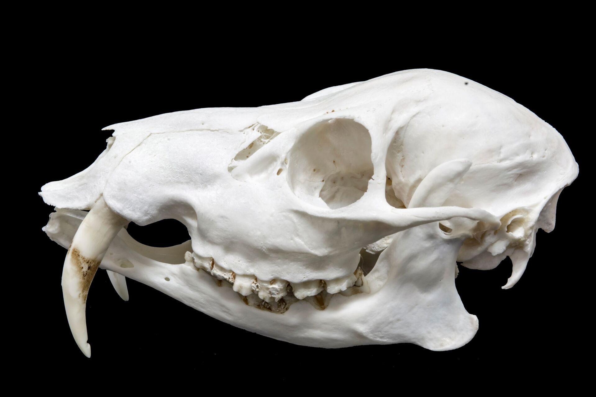 Isolated photo of a vampire deer skull on a black background. 