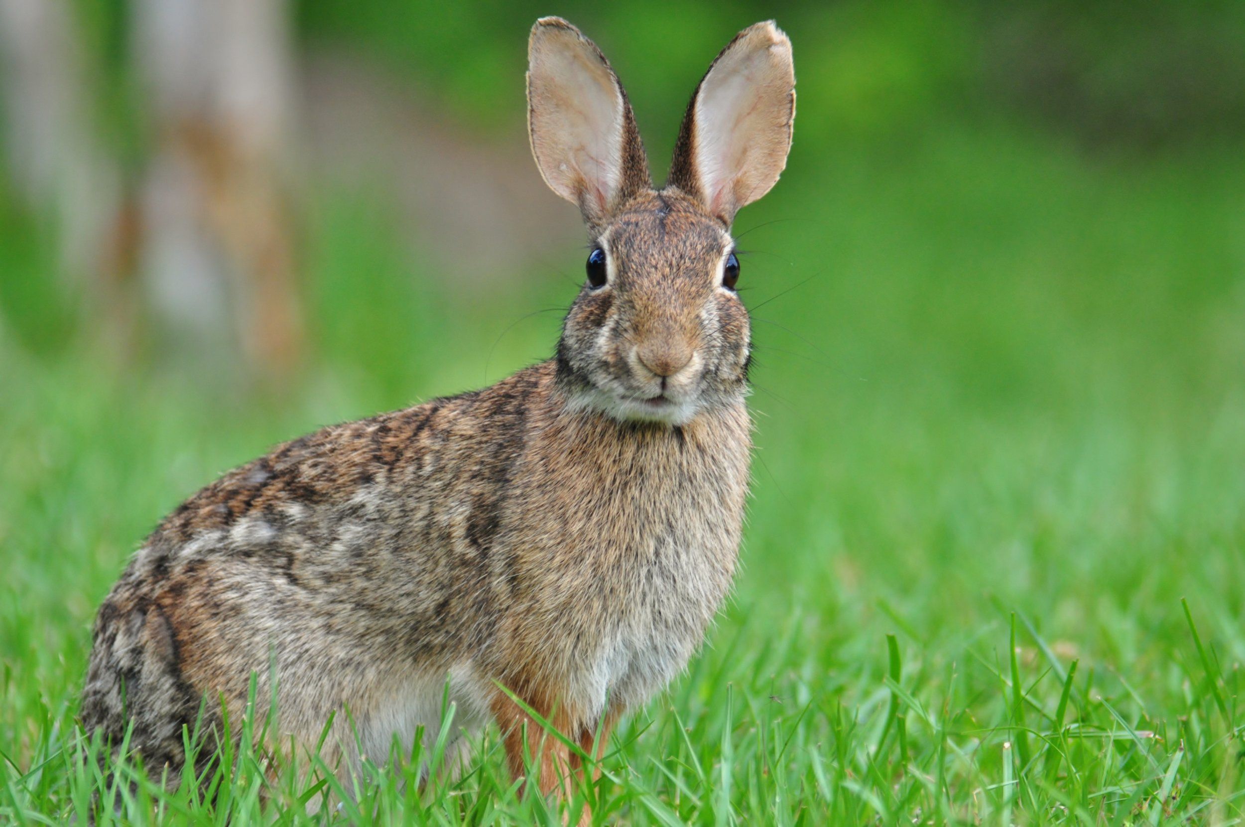 A rabbit sitting in green grass, using air rifles for hunting concept. 