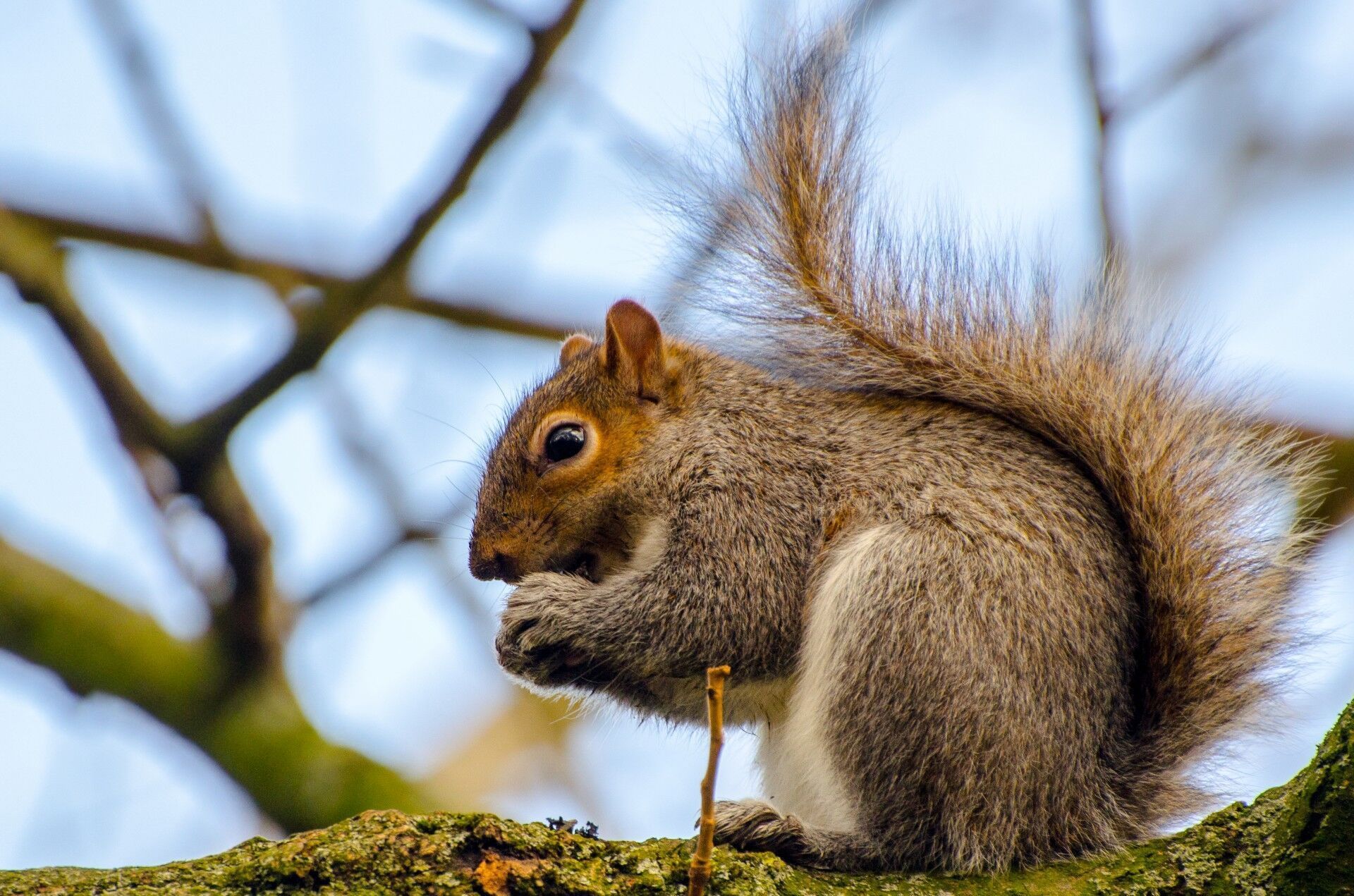 A squirrel sits on a tree limb, best times to hunt squirrel concept. 
