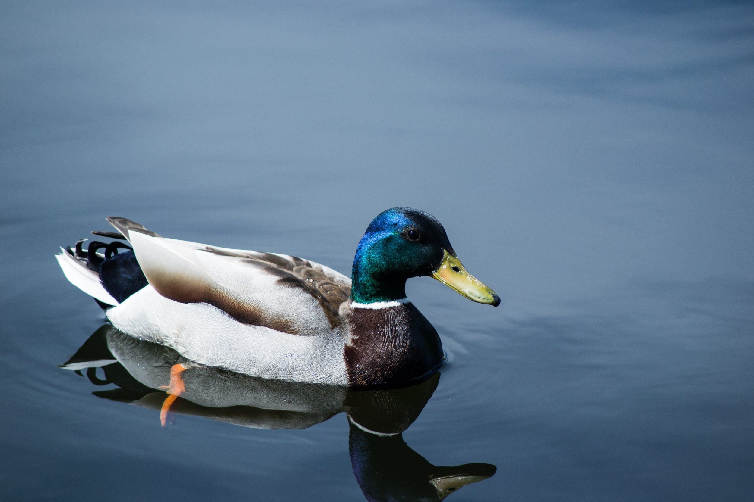 A duck floats on the water, duck hunting concept. 