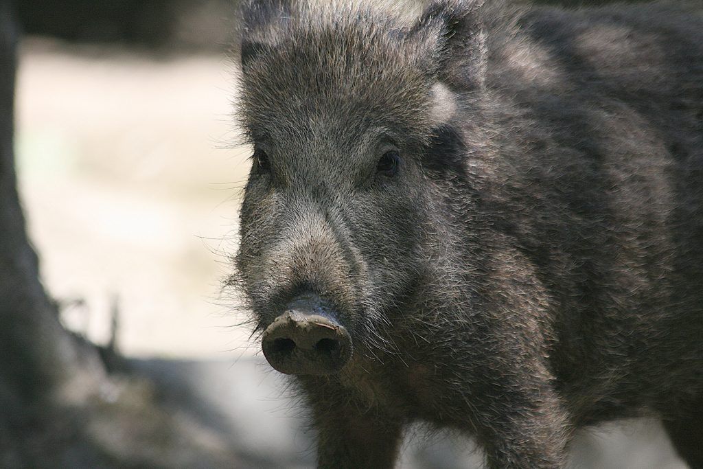 Close up of a wild pig, wild hog hunting concept. 