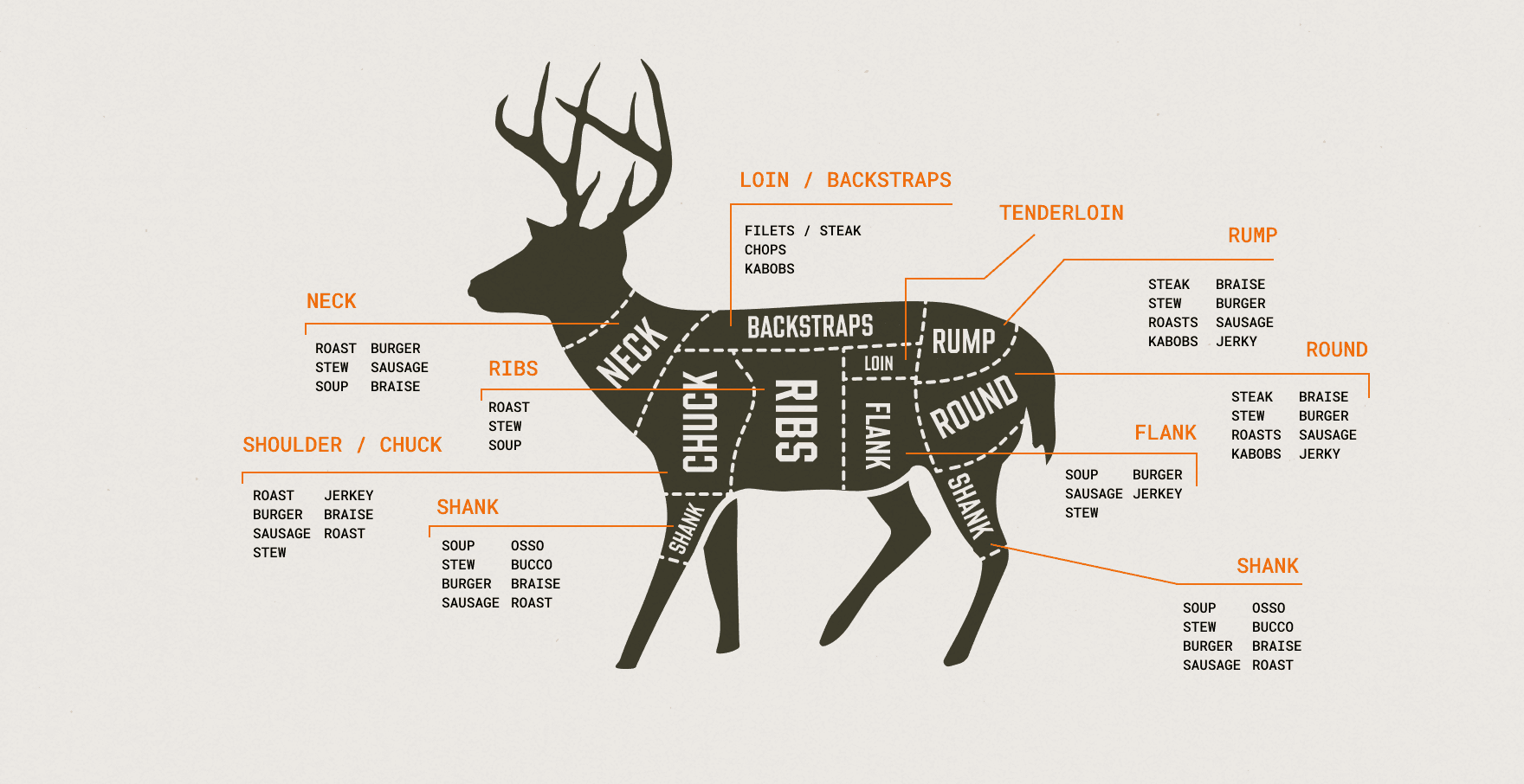 Infographic of a deer butchering chart, deer anatomy concept. 