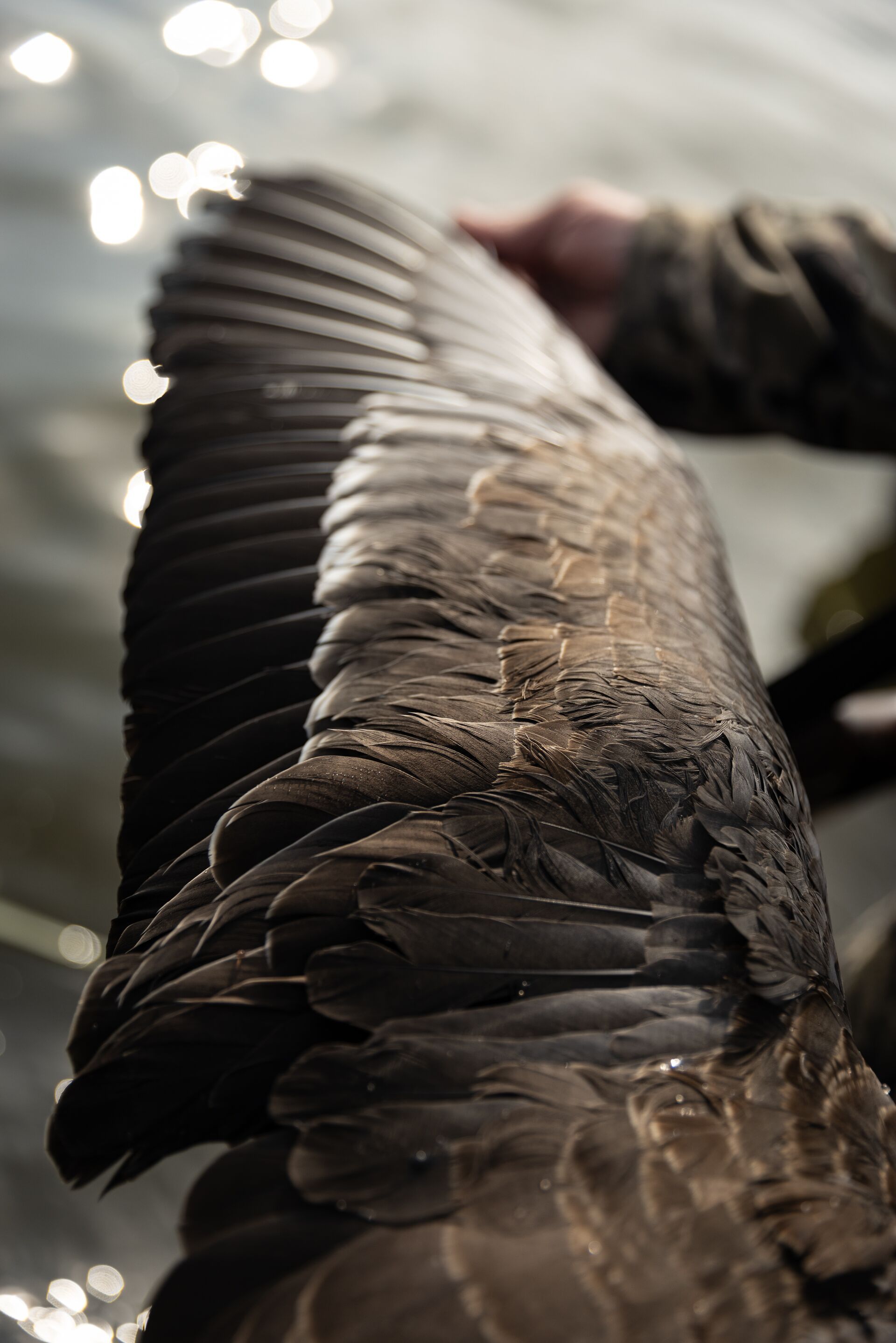 Close up of a bird or duck wing held out by a hunter.