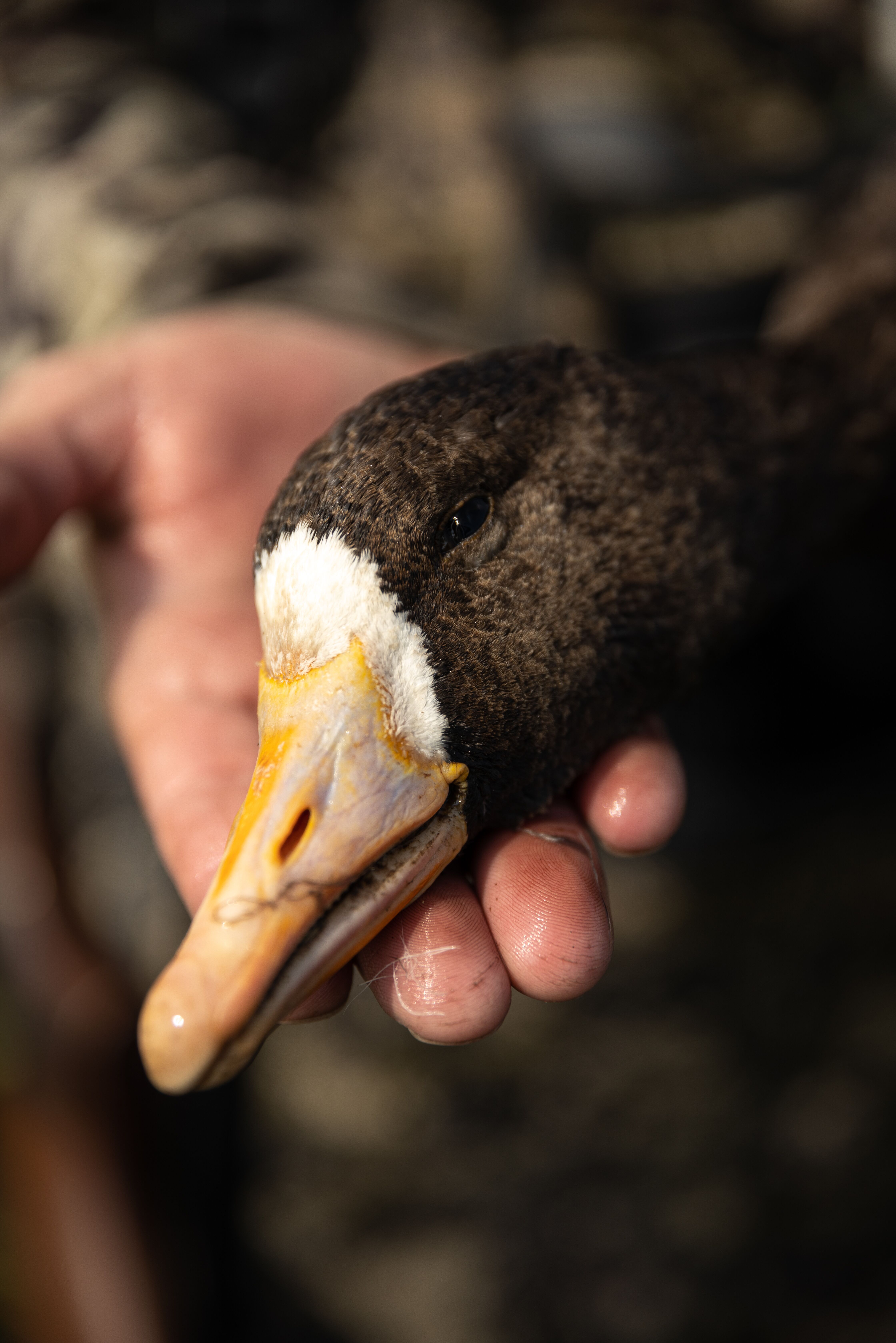 Close-up of a hunter holding a goose beak in his hand, North Dakota waterfowl hunting concept. 