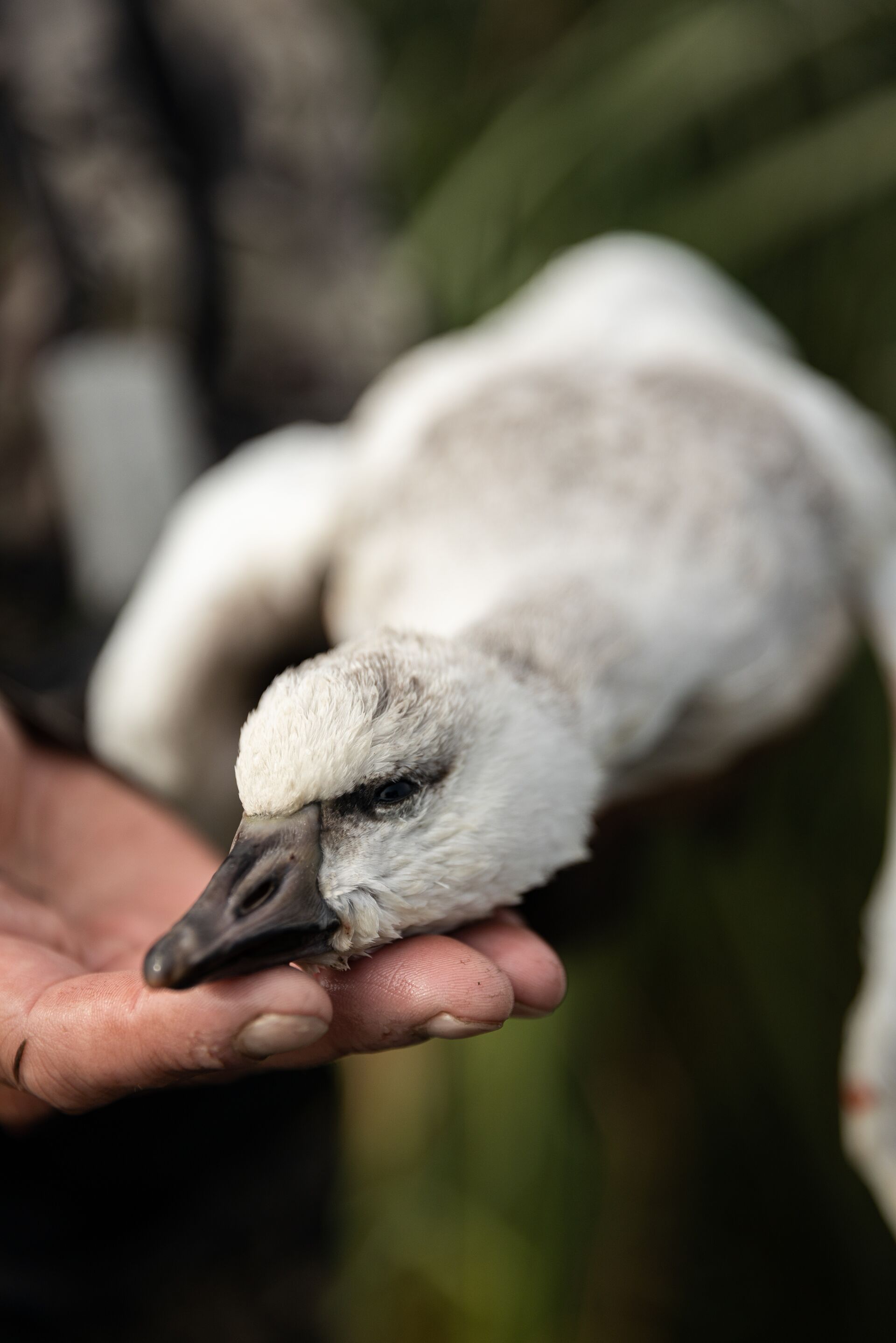 Close up of a hunter holding a goose to show off the head, waterfowl hunt concept. 