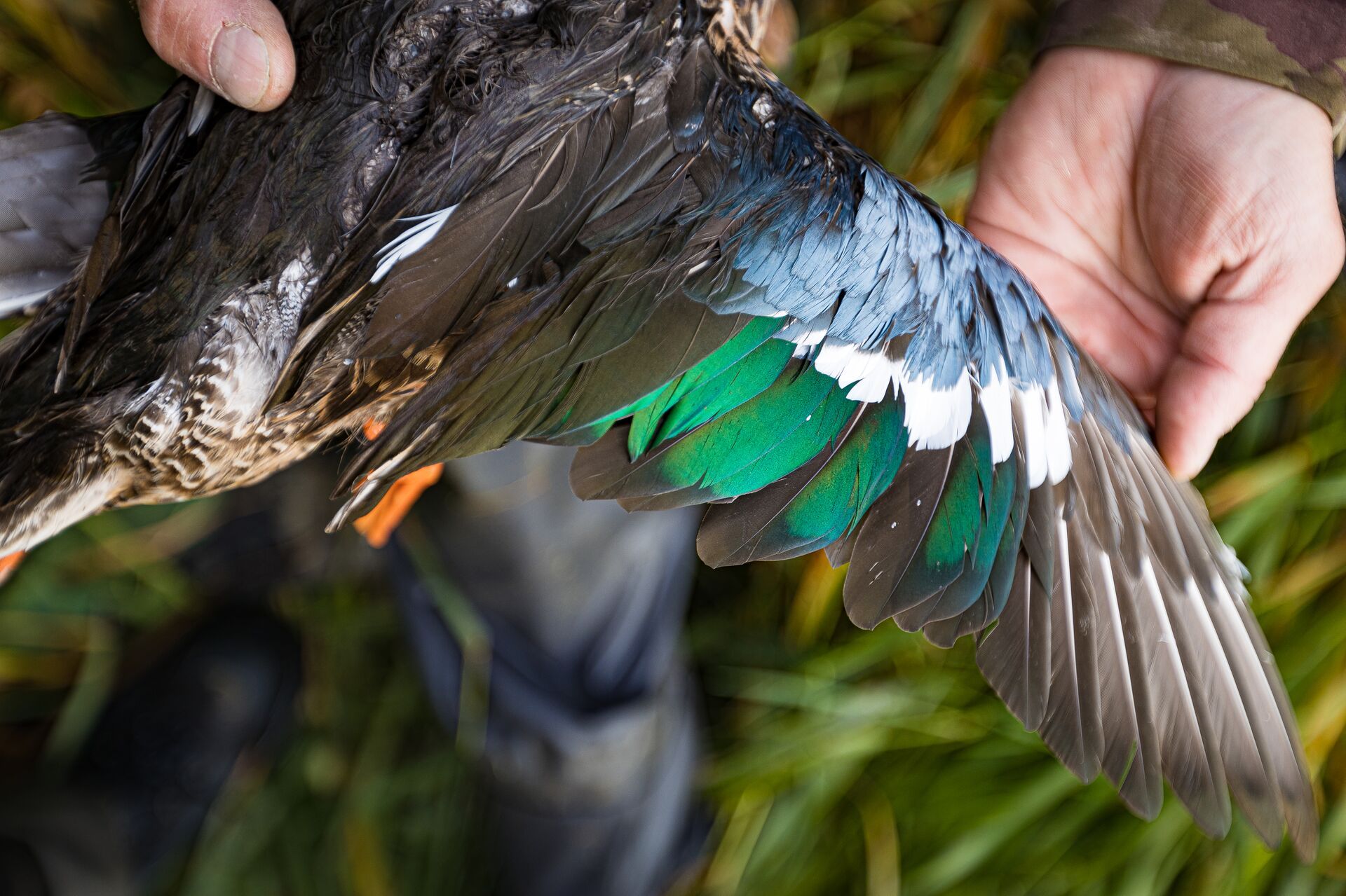 Close-up of hands showing a duck wing, using waterfowl decoys for hunting concept. 