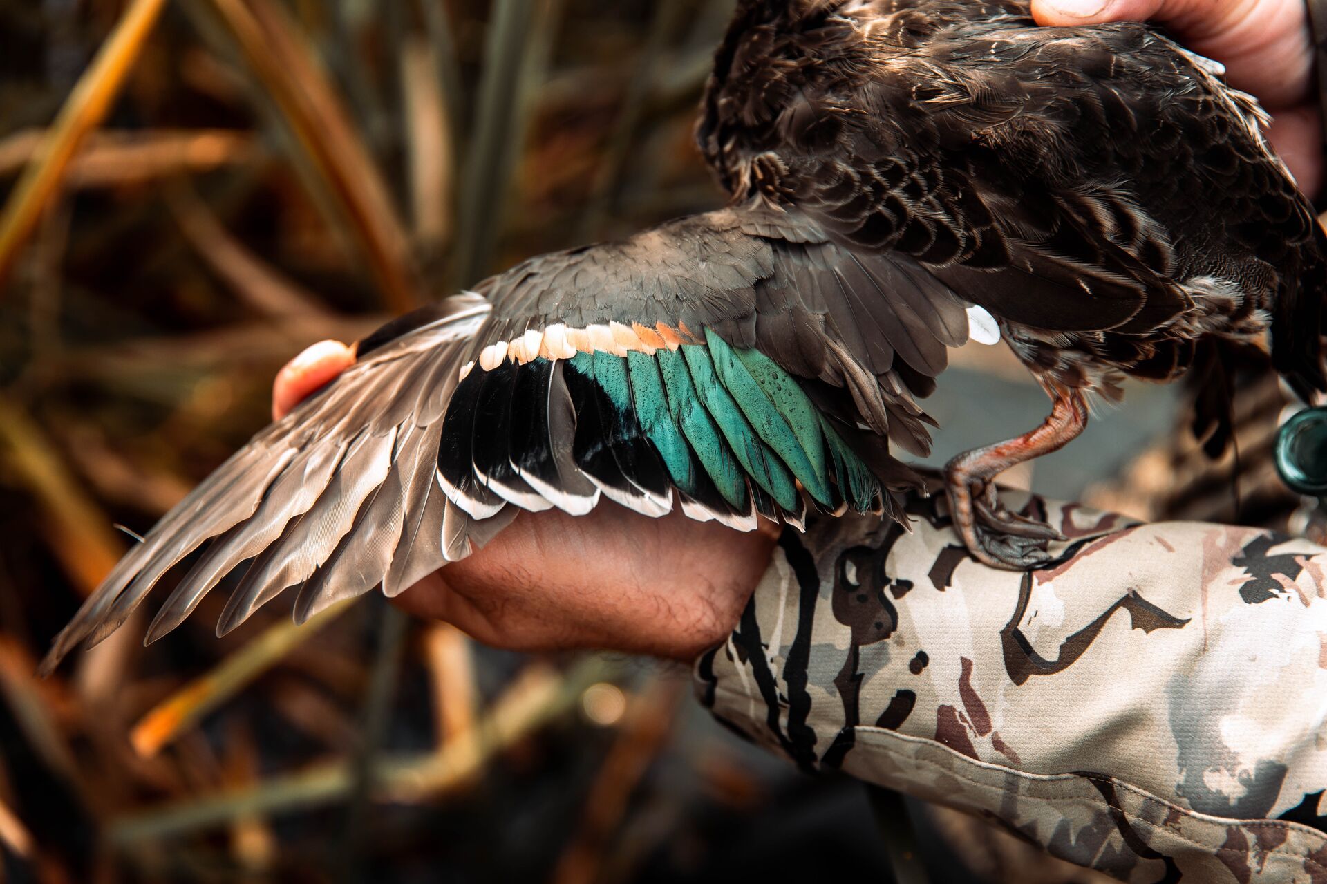 Close-up of a hunter holding a duck's wing, get a Mississippi hunting license for waterfowl. 