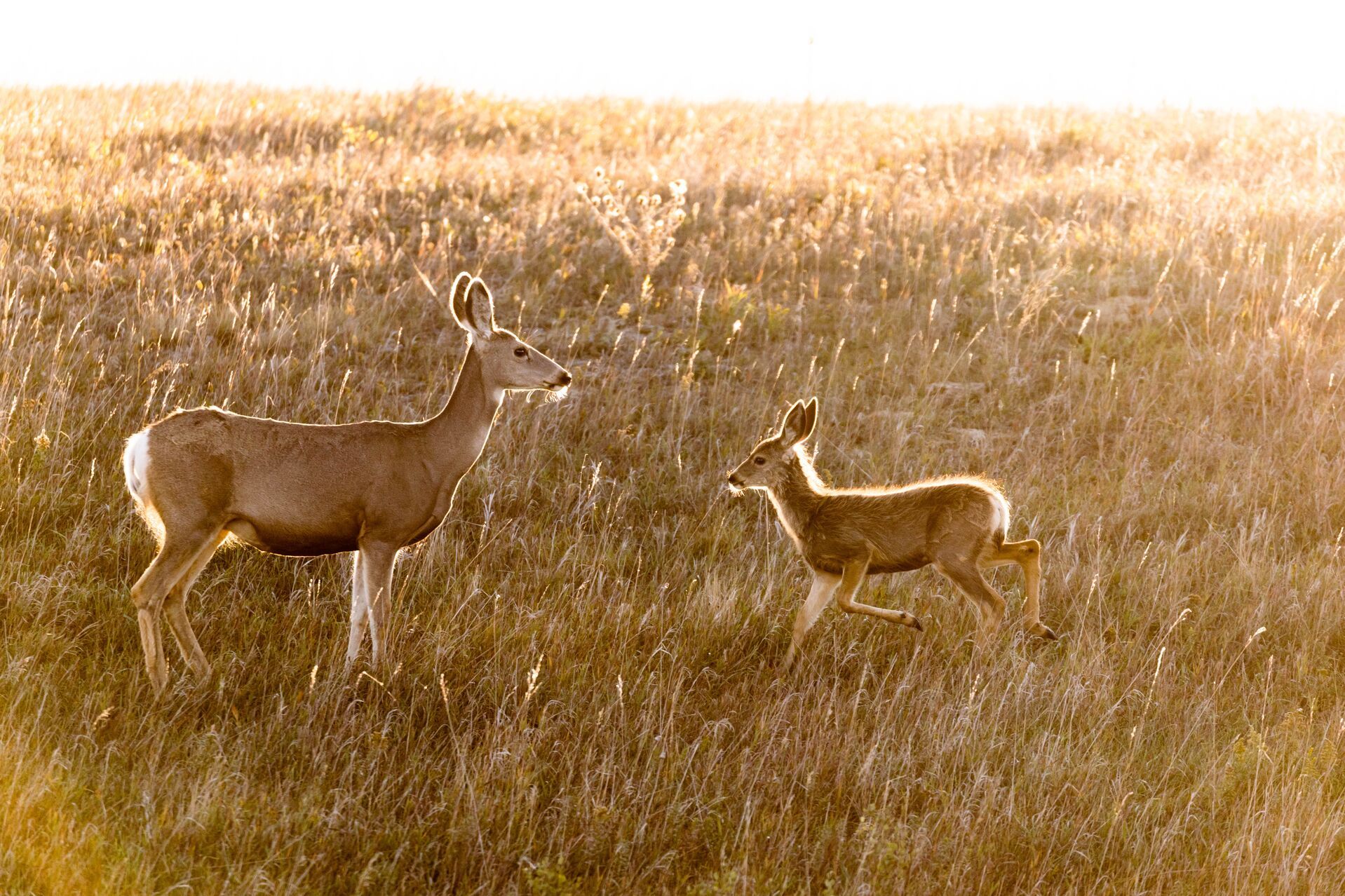 Two mule deer in a field, identifying mule deer and whitetail. 