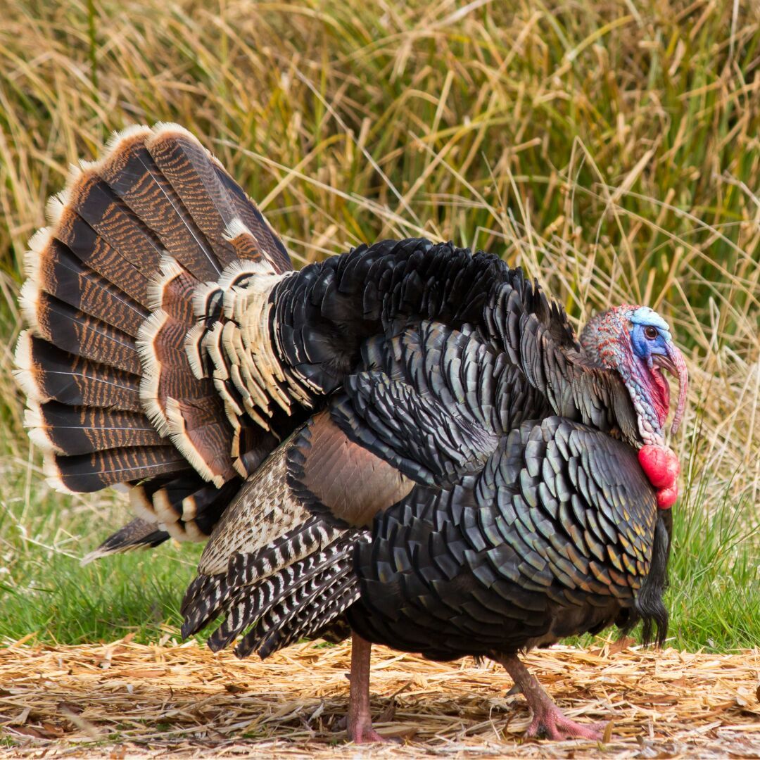 Side view of a Gould's Turkey in the brush. 