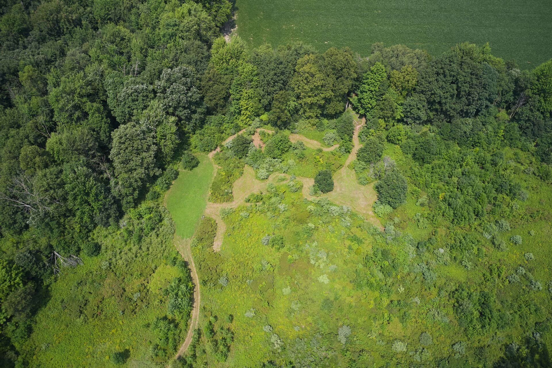 Overhead view of trees and brush, hunting land for deer season concept. 