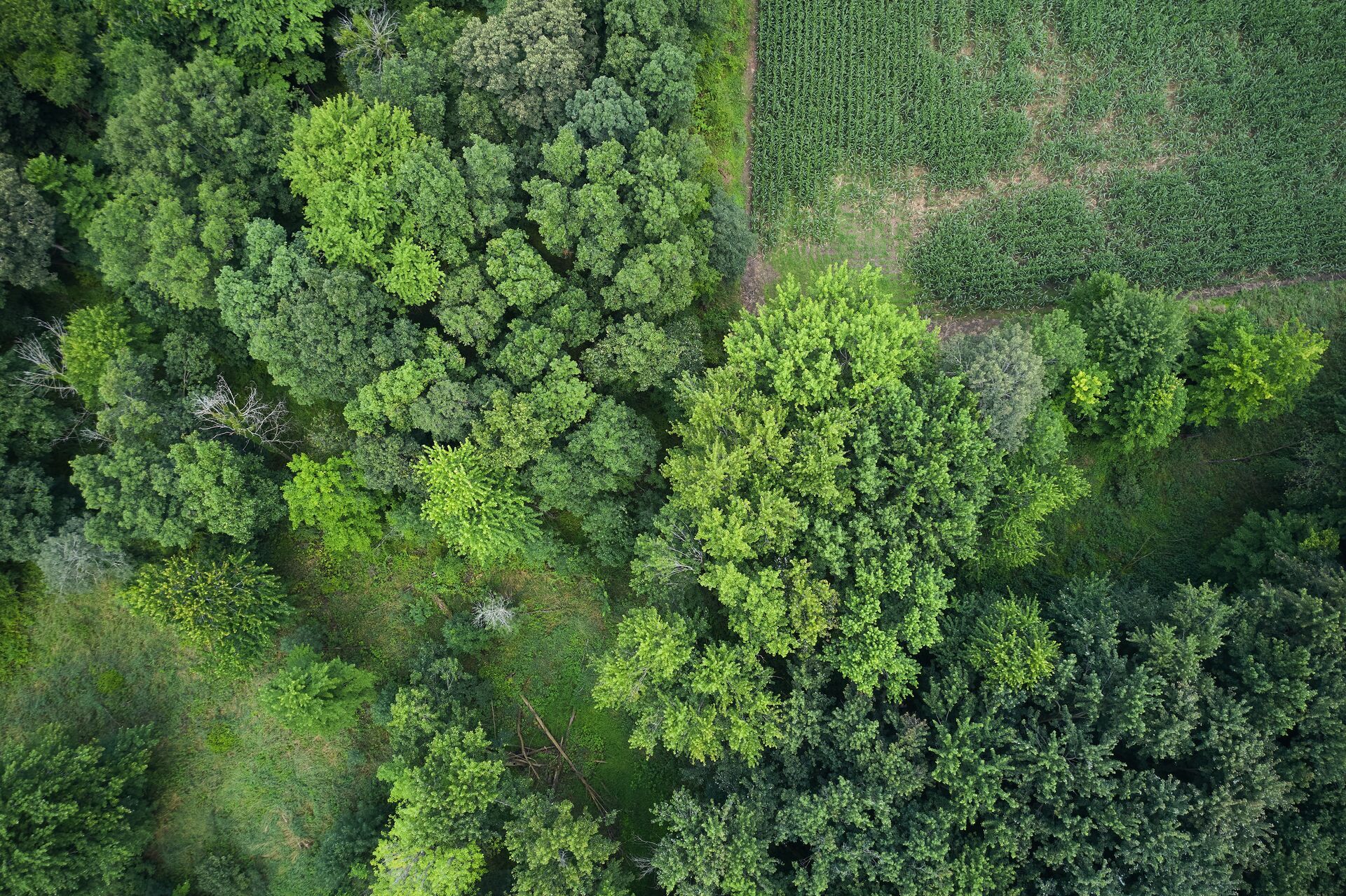 Aerial view of hunting land, deer hunting season concept. 