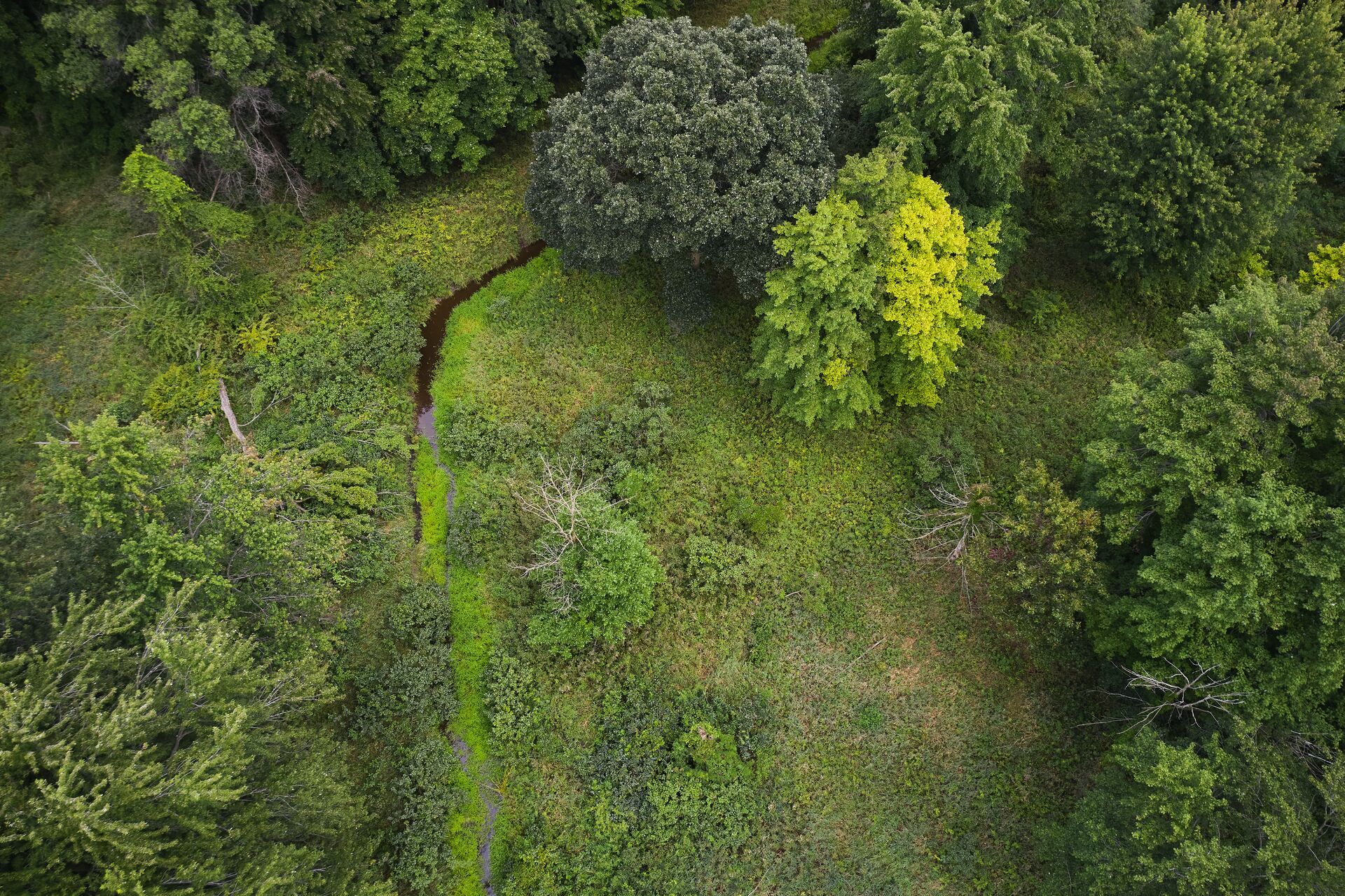 Aerial view of hunting land for deer. 