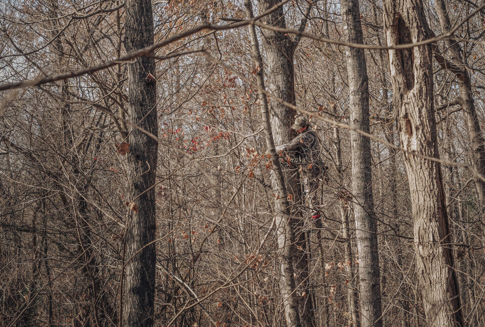 A hunter securing a tree saddle in a tree. 