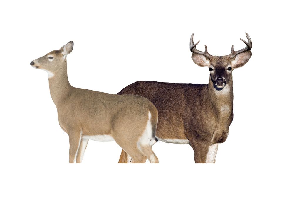 Montana Whitetail Dream Team Decoy Combo on a white background, best deer decoys concept. 