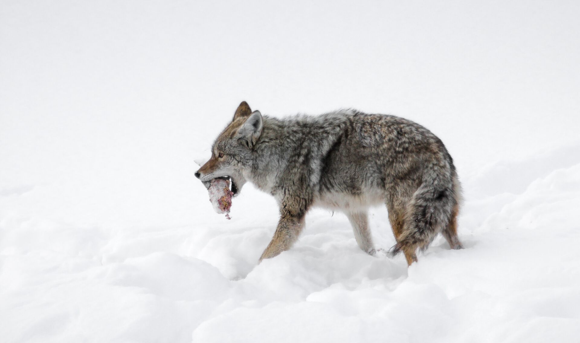 A coyote in the snow with an animal in its mouth, coyote vs wolf concept. 