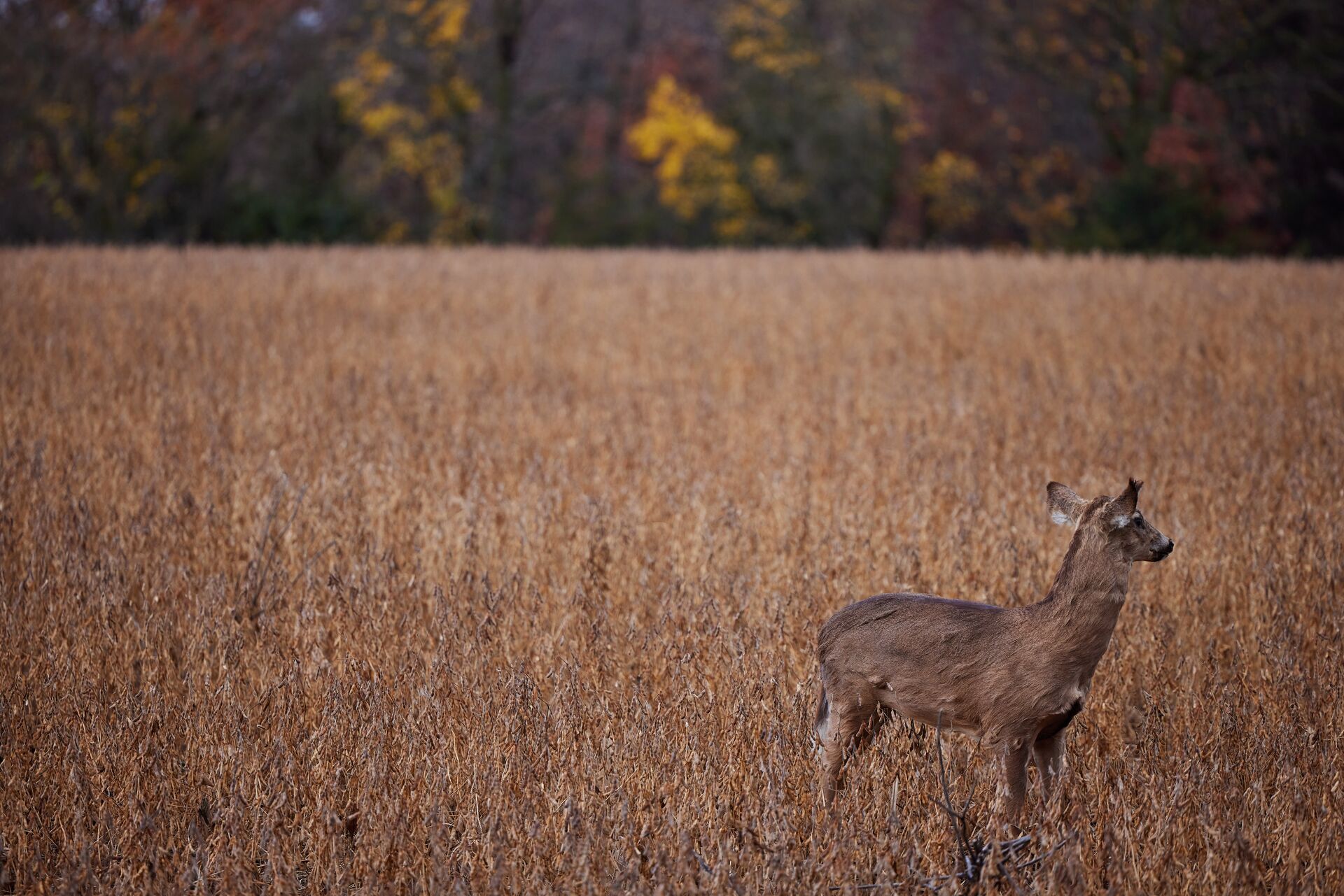 A deer decoy in a field, best deer decoys concept. 
