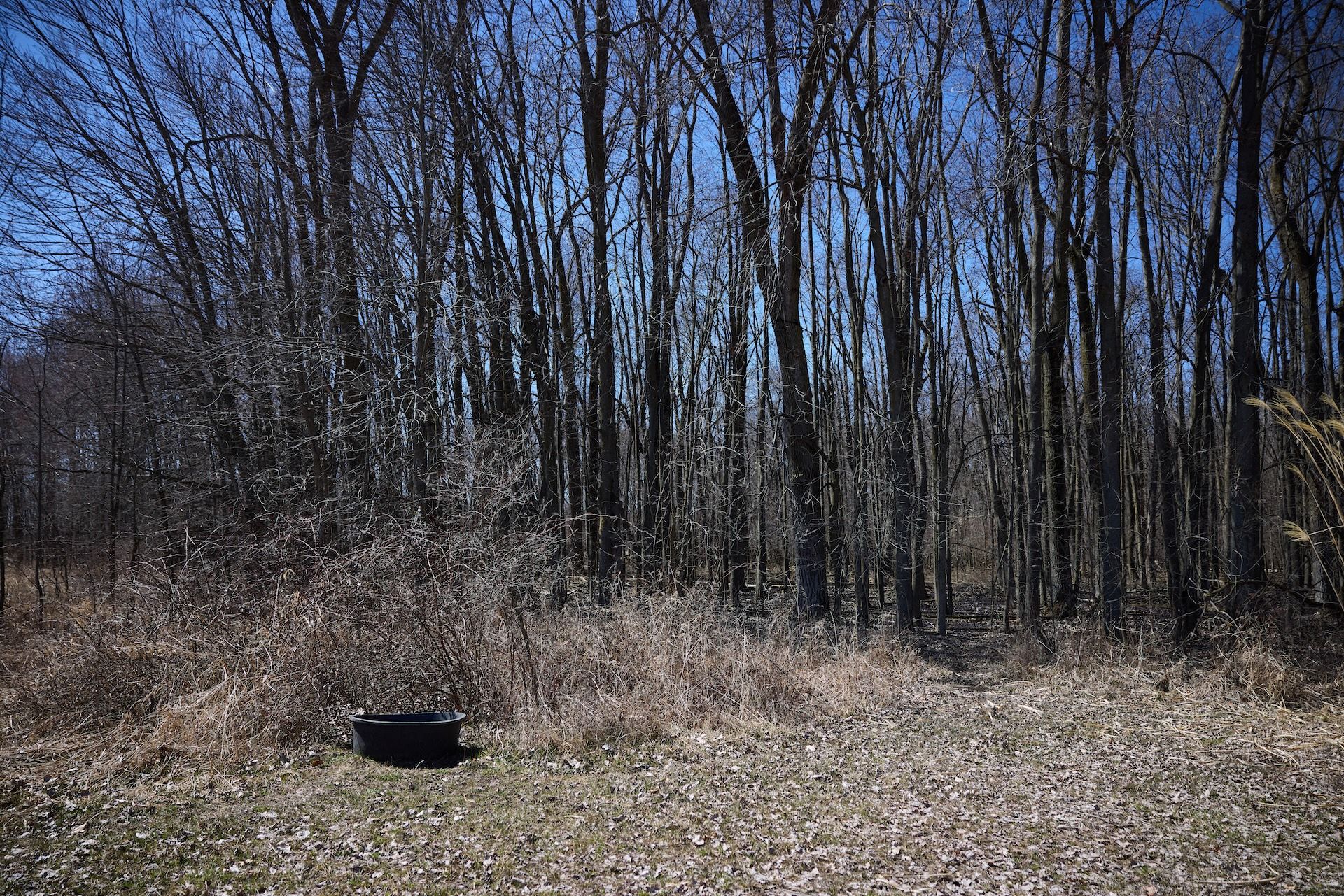 A waterhole placed in the brush near the woods, how to make a water hole for deer concept.