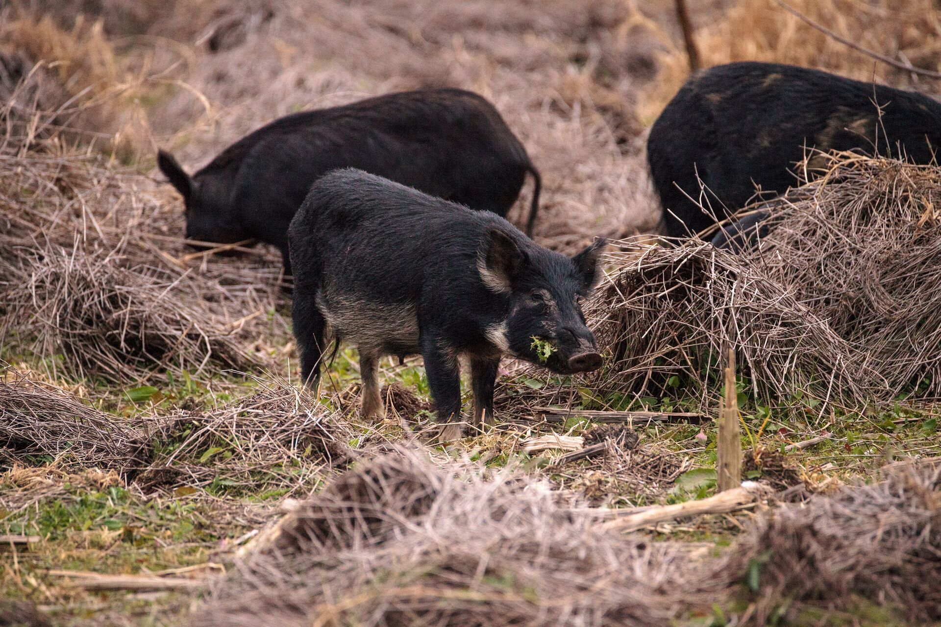 Three wild hogs rooting on the ground, feral hog hunting concept. 