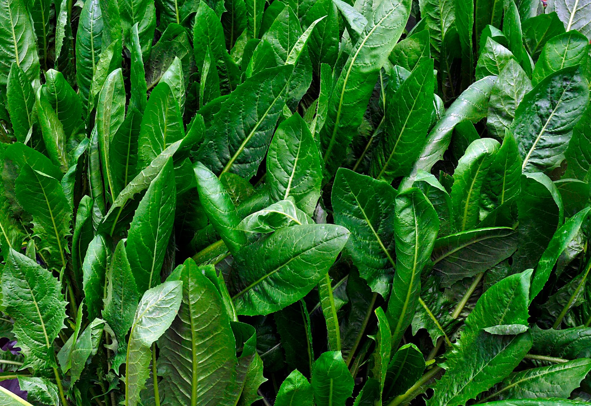 Close-up of chicory plants. 