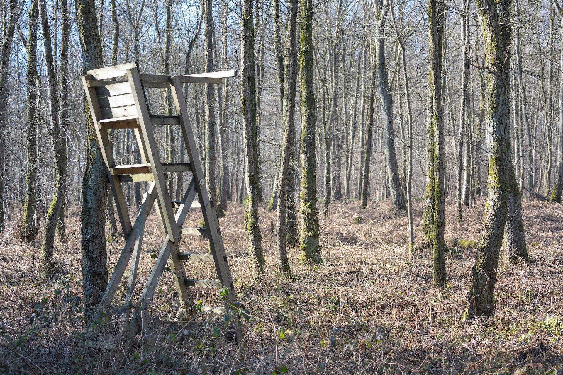 DIY ladder tree stand in the woods. 