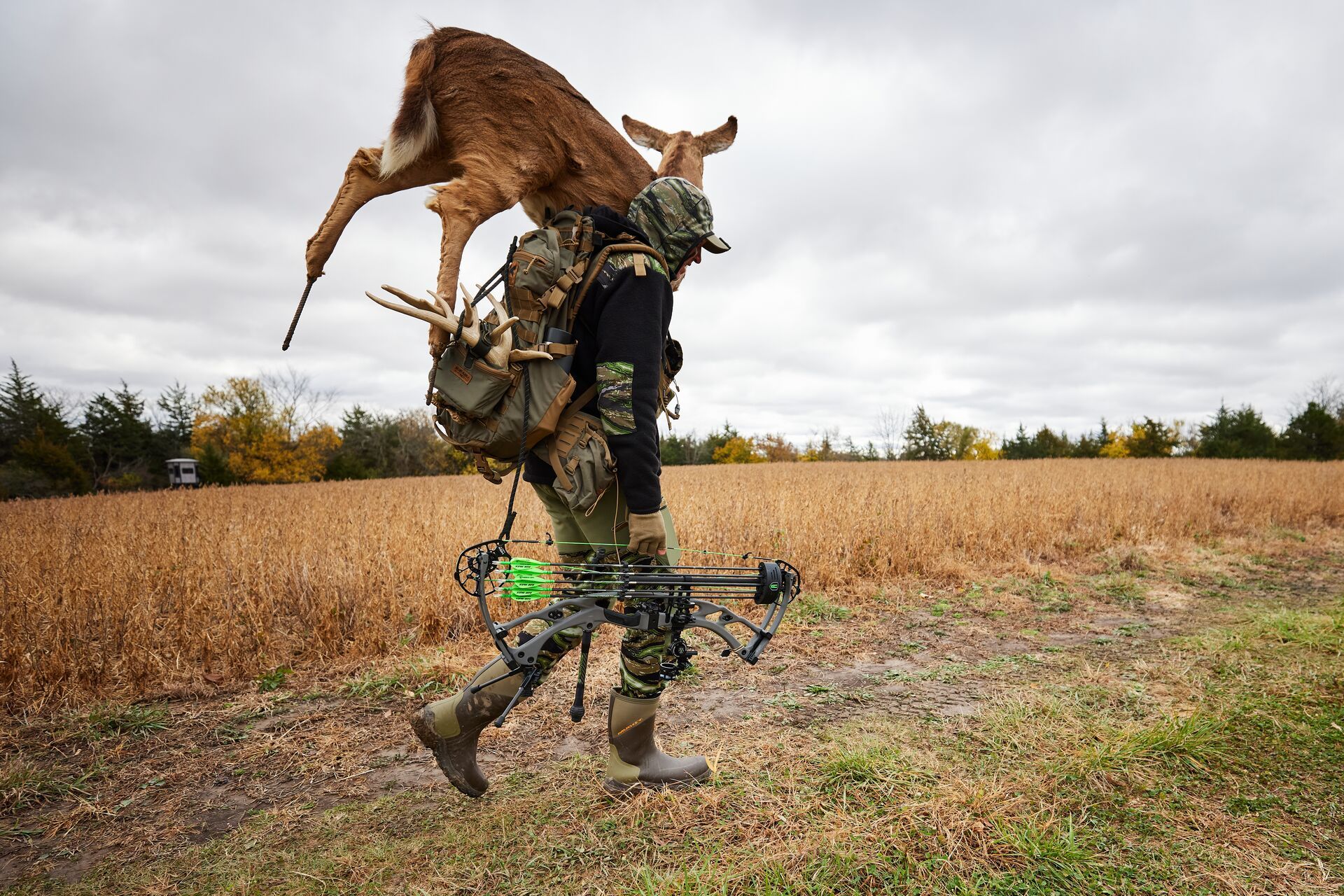 A hunter carries a deer decoy into the field, hunting deer with a decoy concept. 