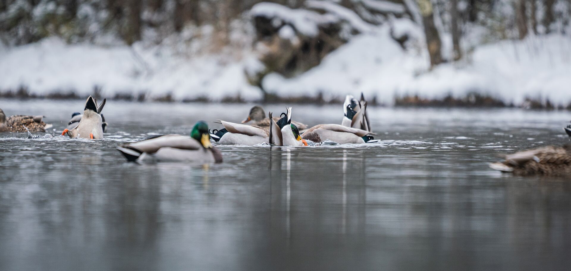Duck bobbing in water, how high can ducks fly concept. 