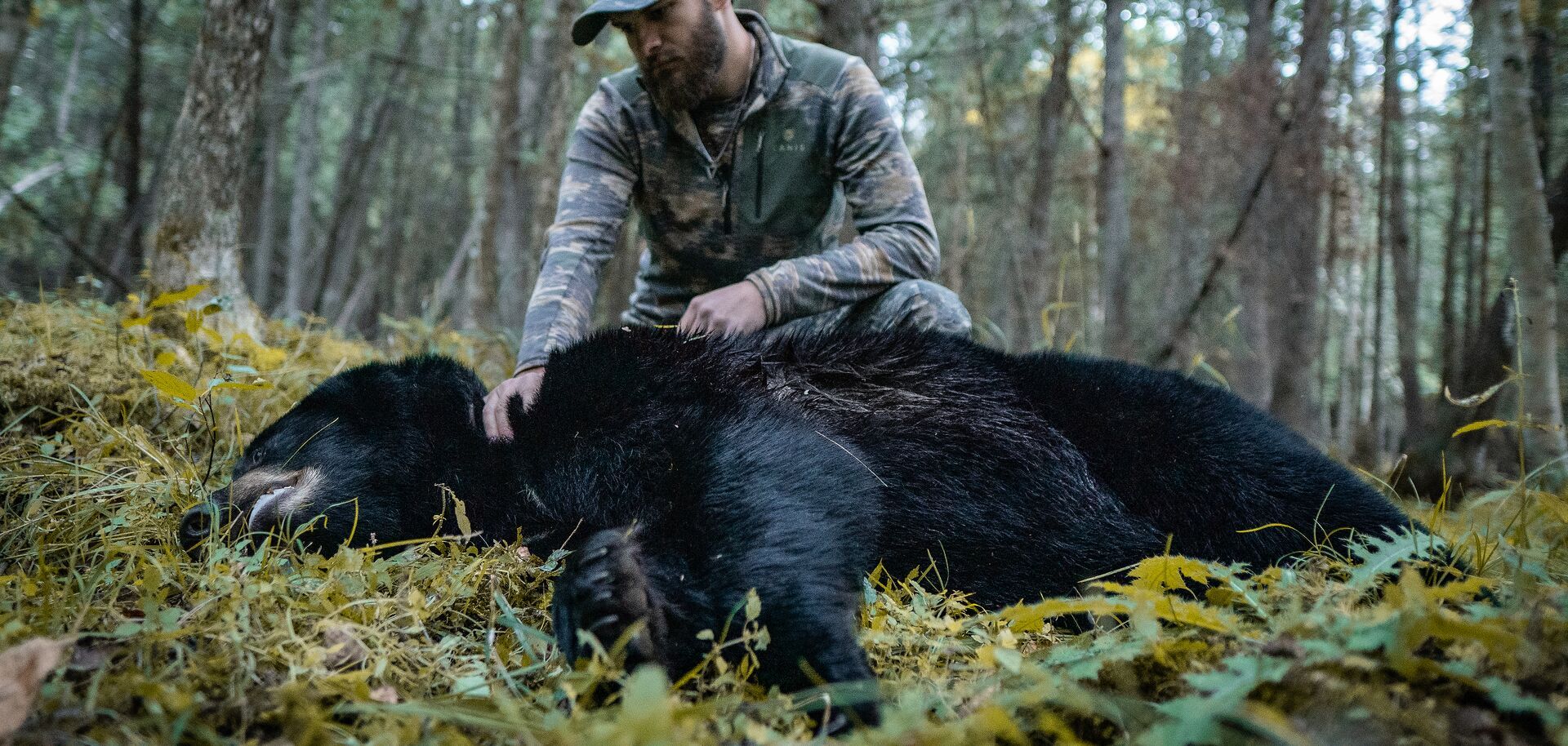 Hunter with black bear on ground after hunt, best times for black bear hunts concept.