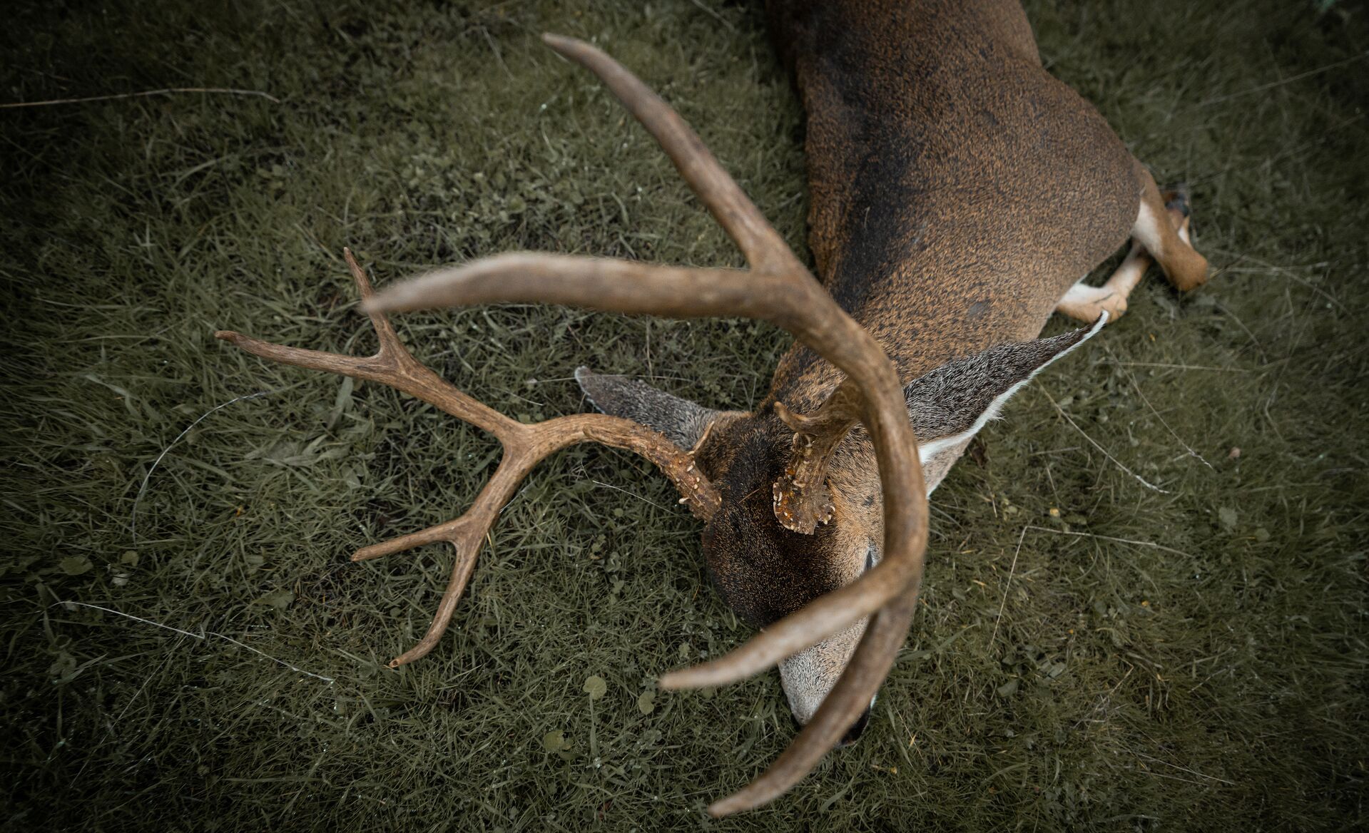 Looking down at a buck on the ground after hunt, pre rut hunting tips concept. 