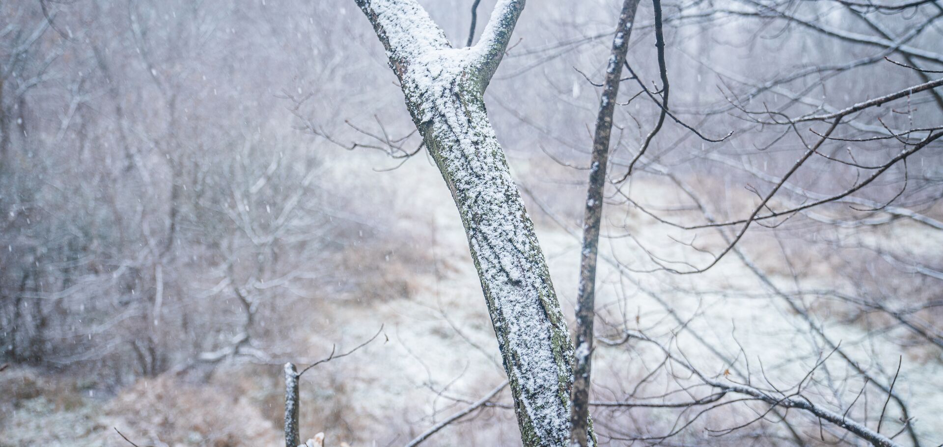 Snow covered tree and ground, how to hunt late season whitetails concept. 